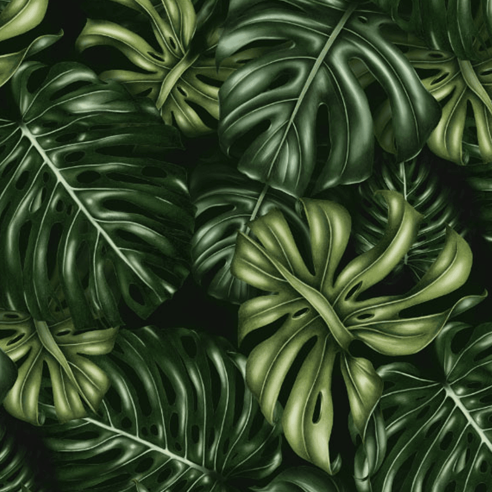 Monstera Deliciosa Wallpapers - Wallpaper Cave