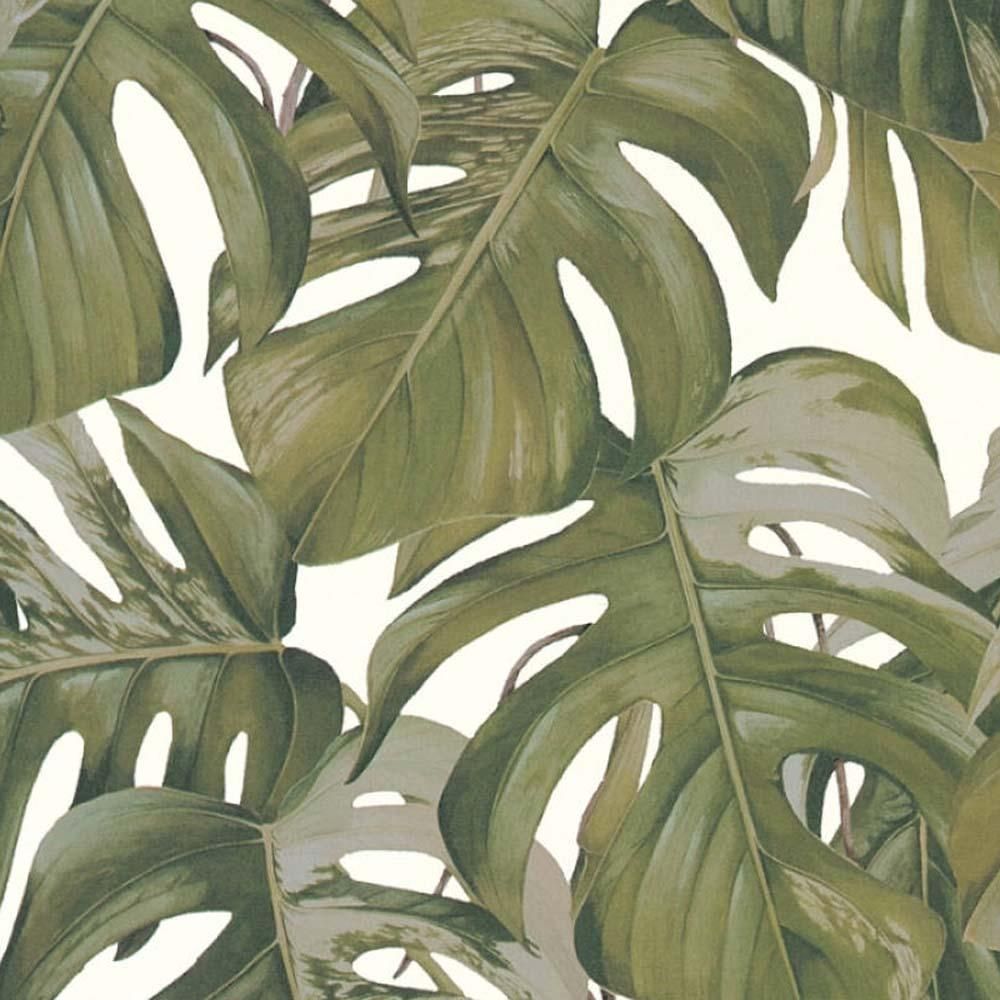 Monstera Deliciosa Wallpapers Wallpaper Cave