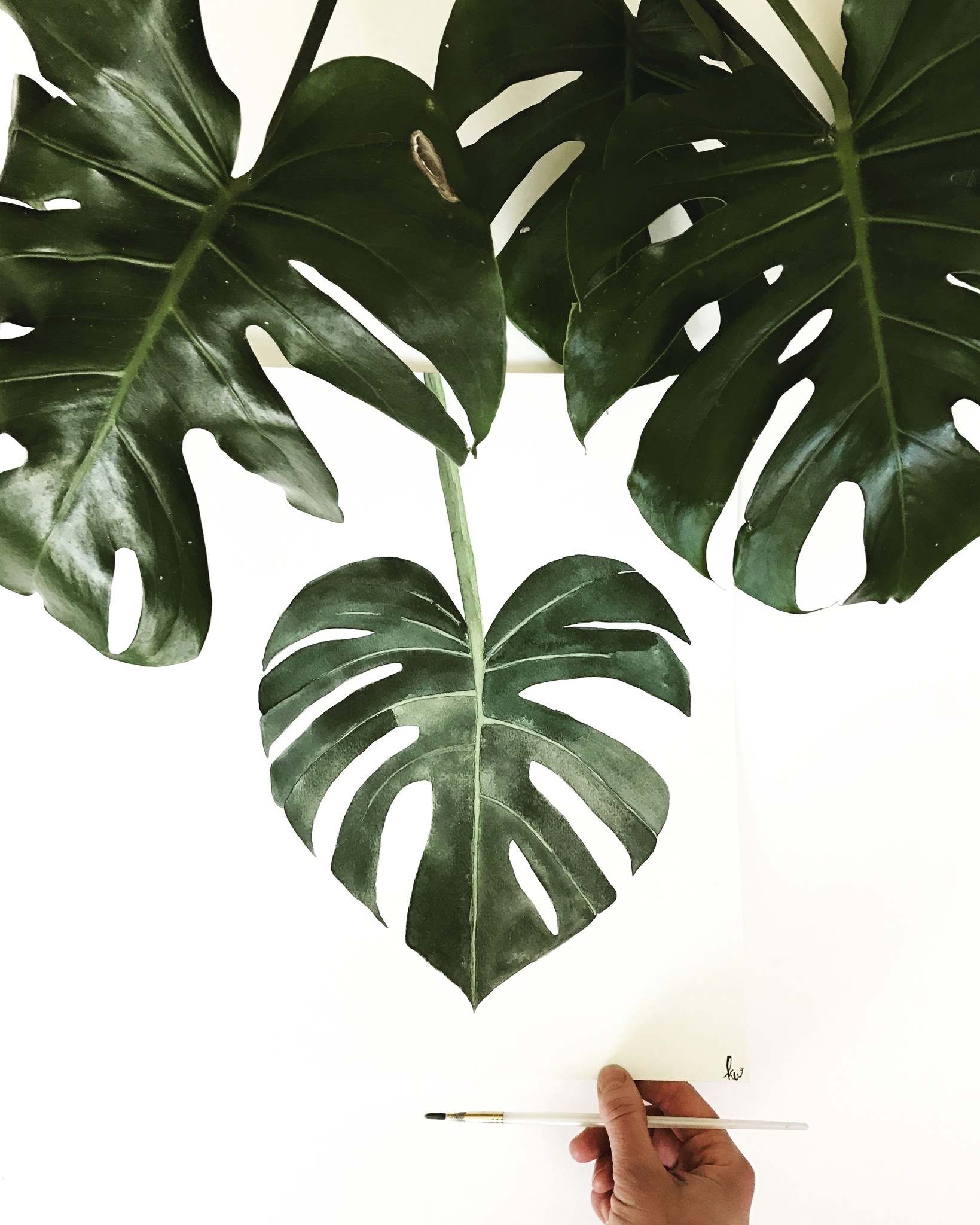 Monstera Deliciosa Wallpapers - Wallpaper Cave