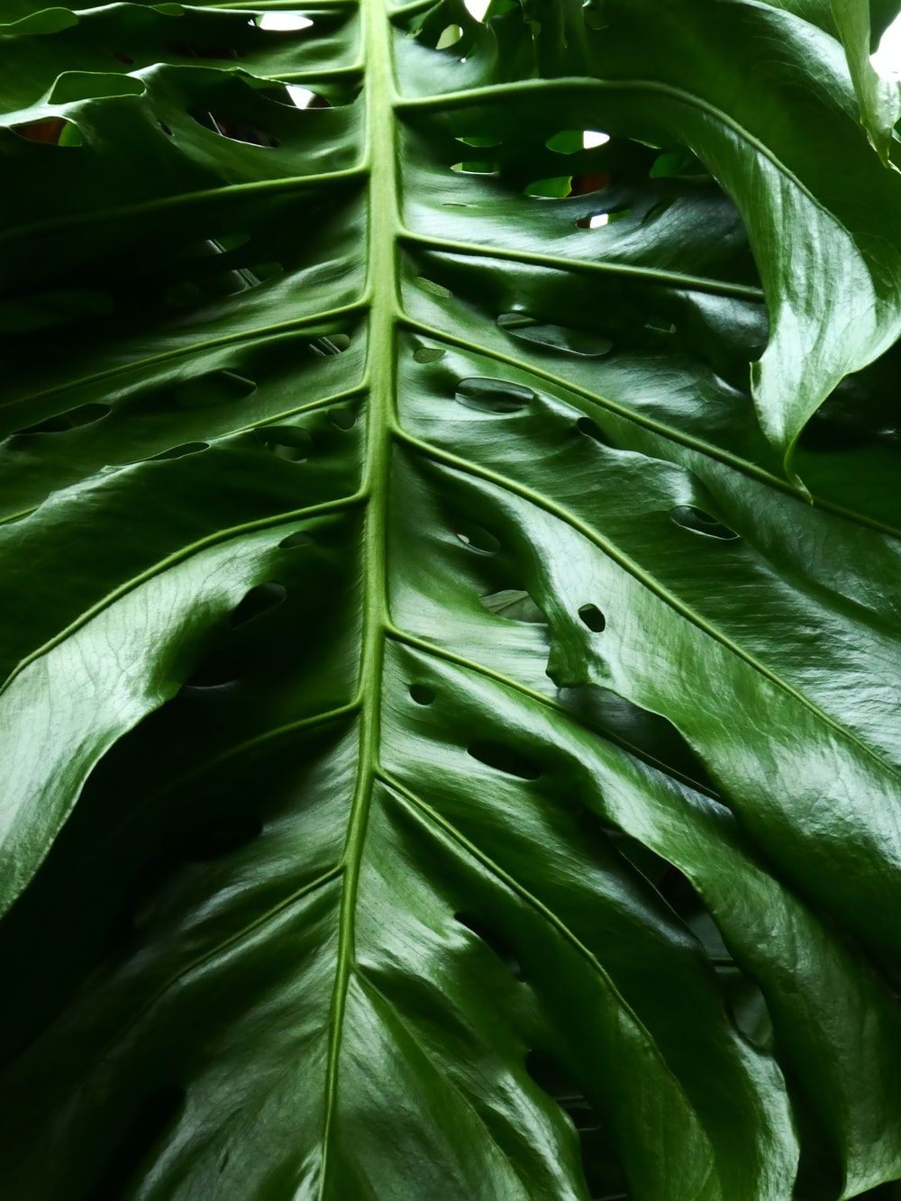 Monstera Deliciosa Wallpapers - Wallpaper Cave