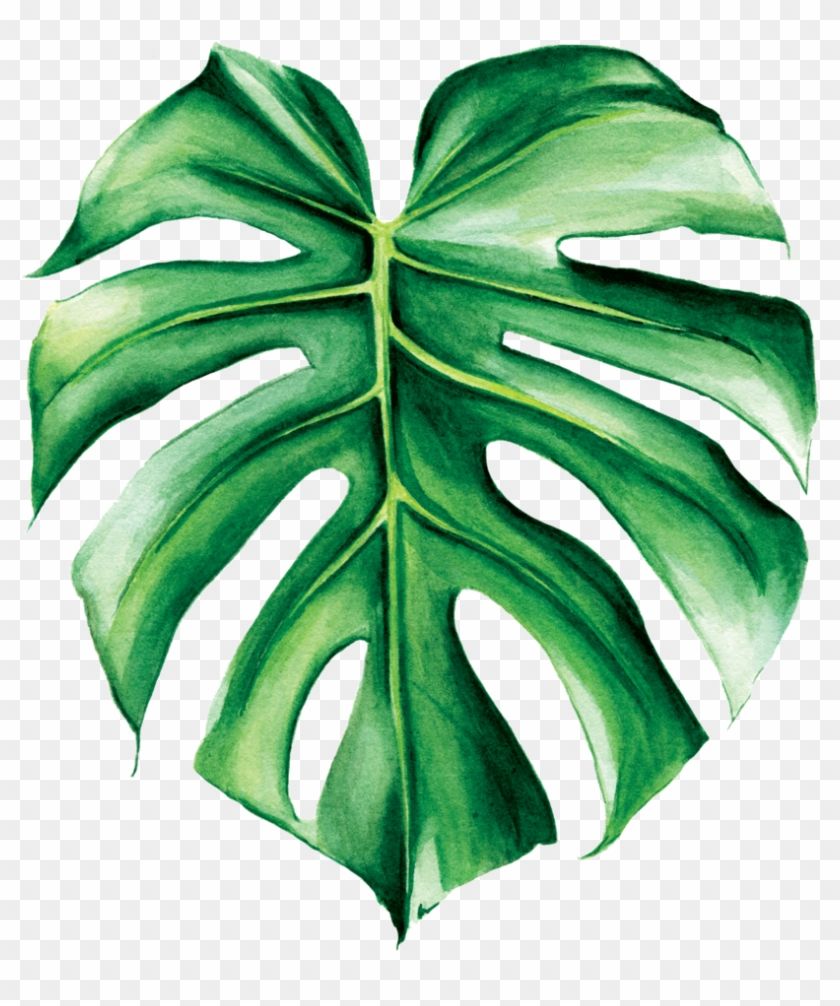 Monstera Deliciosa Deliciosa Transparent PNG