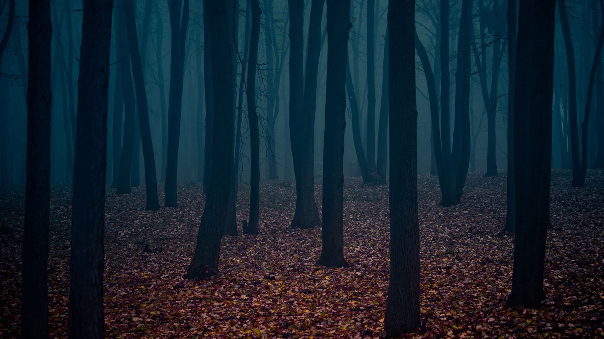 Free download Dark autumn forest Wallpaper 2520 [1920x1080]