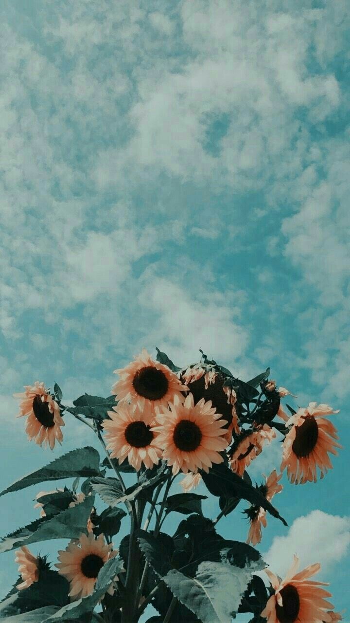 aesthetic aesthetic sunflower #sunflower #skies #teal
