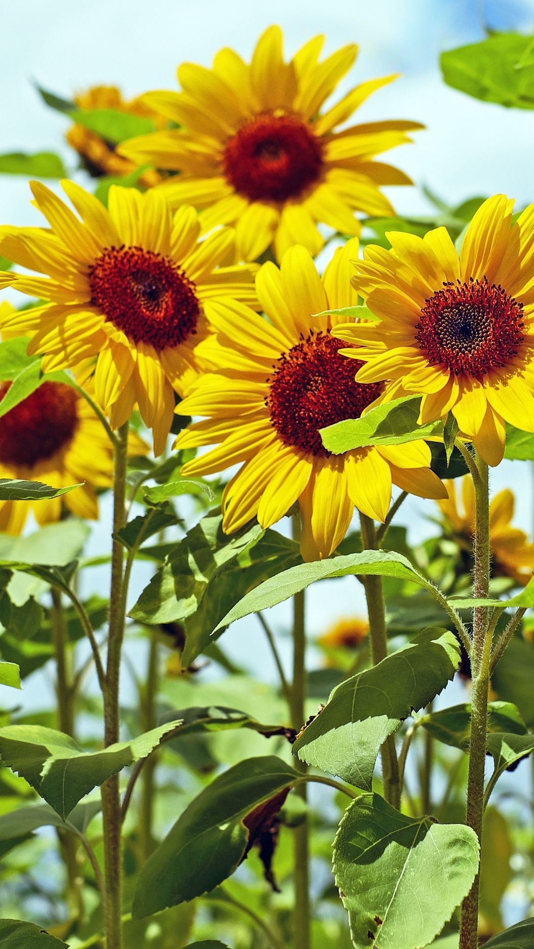 Sunflower iPhone 7 Plus Wallpaper