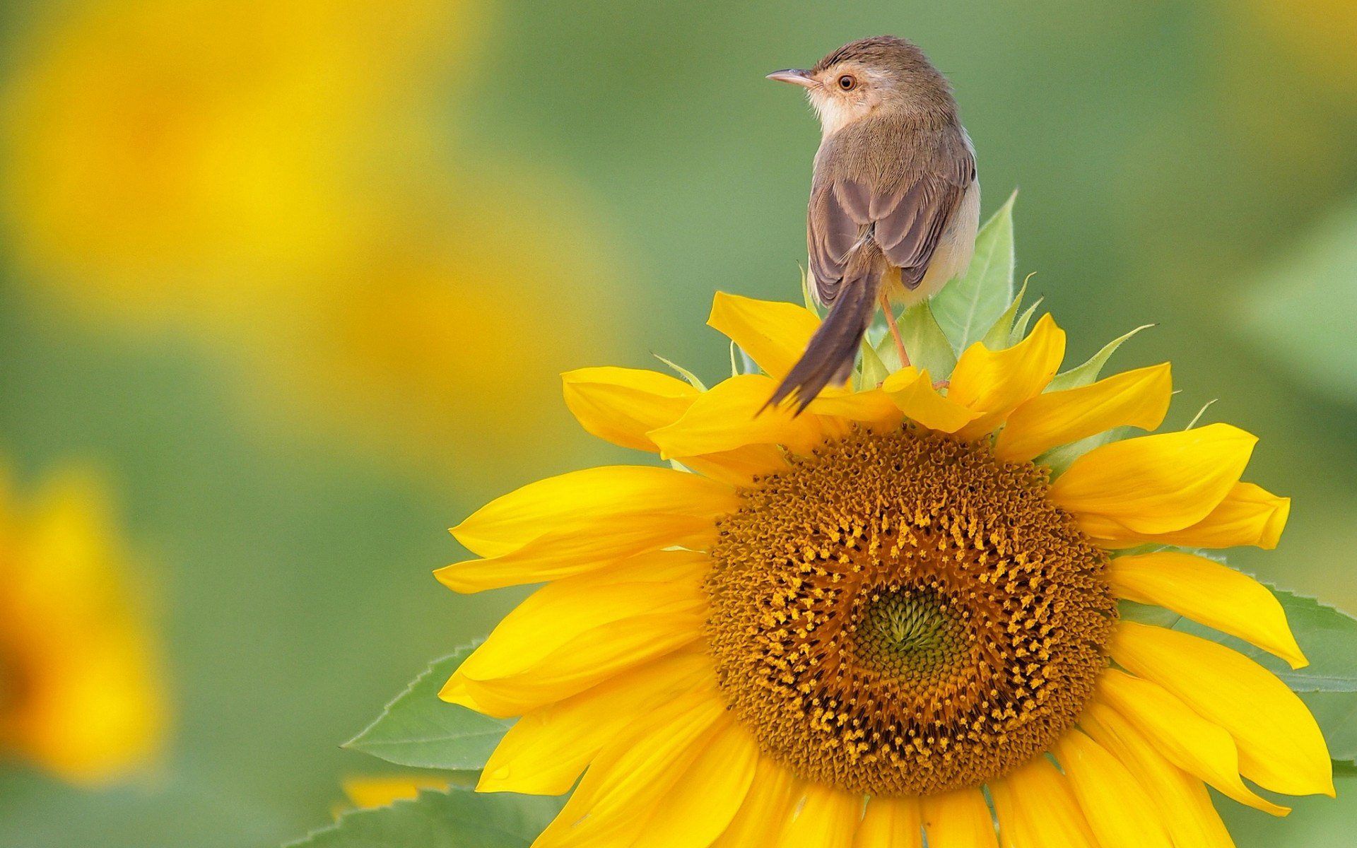 Free download Bird on Sunflower Widescreen HD Wallpaper 1920x1200