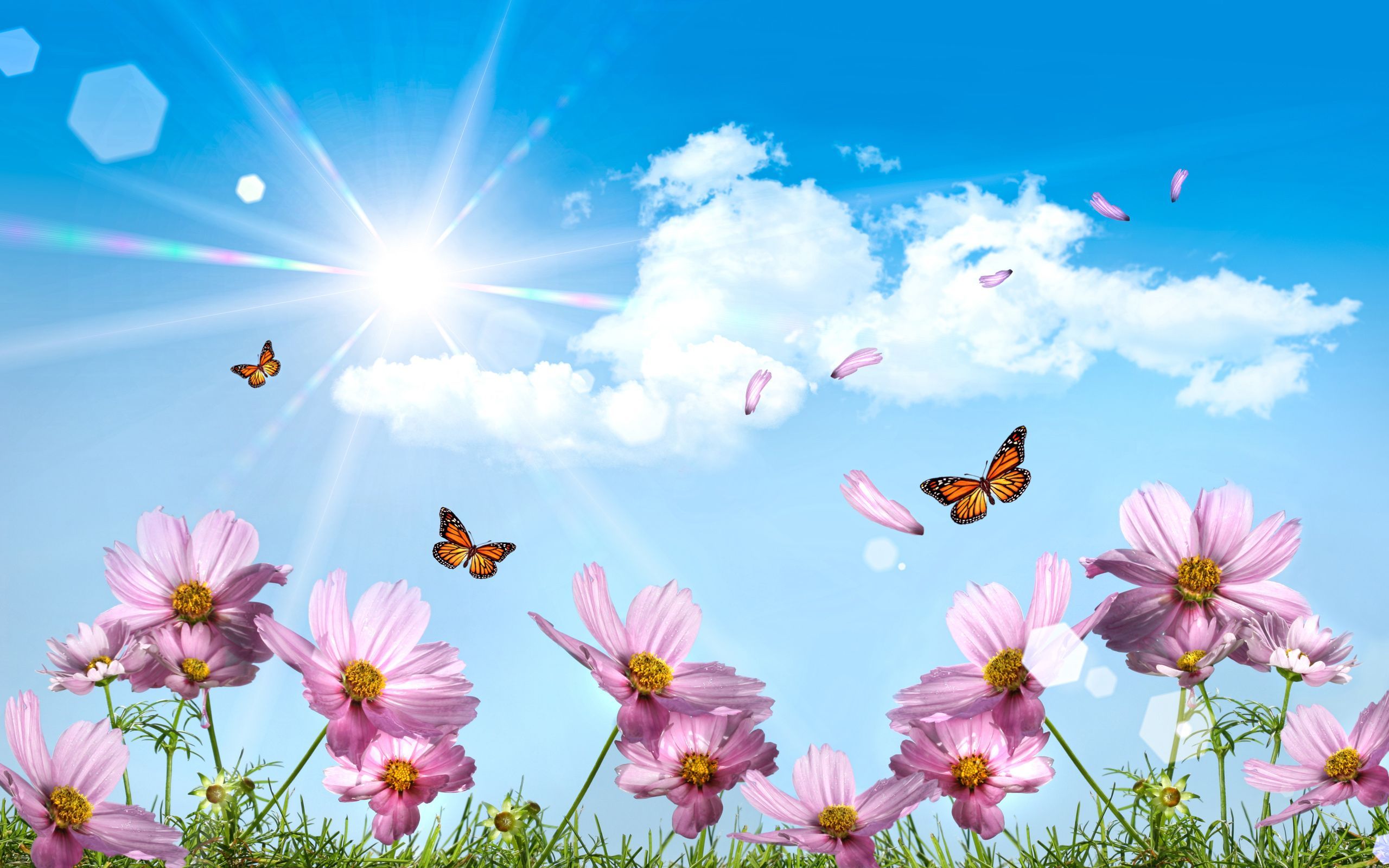 Meadow Butterflies. Desktop wallpaper background, Spring