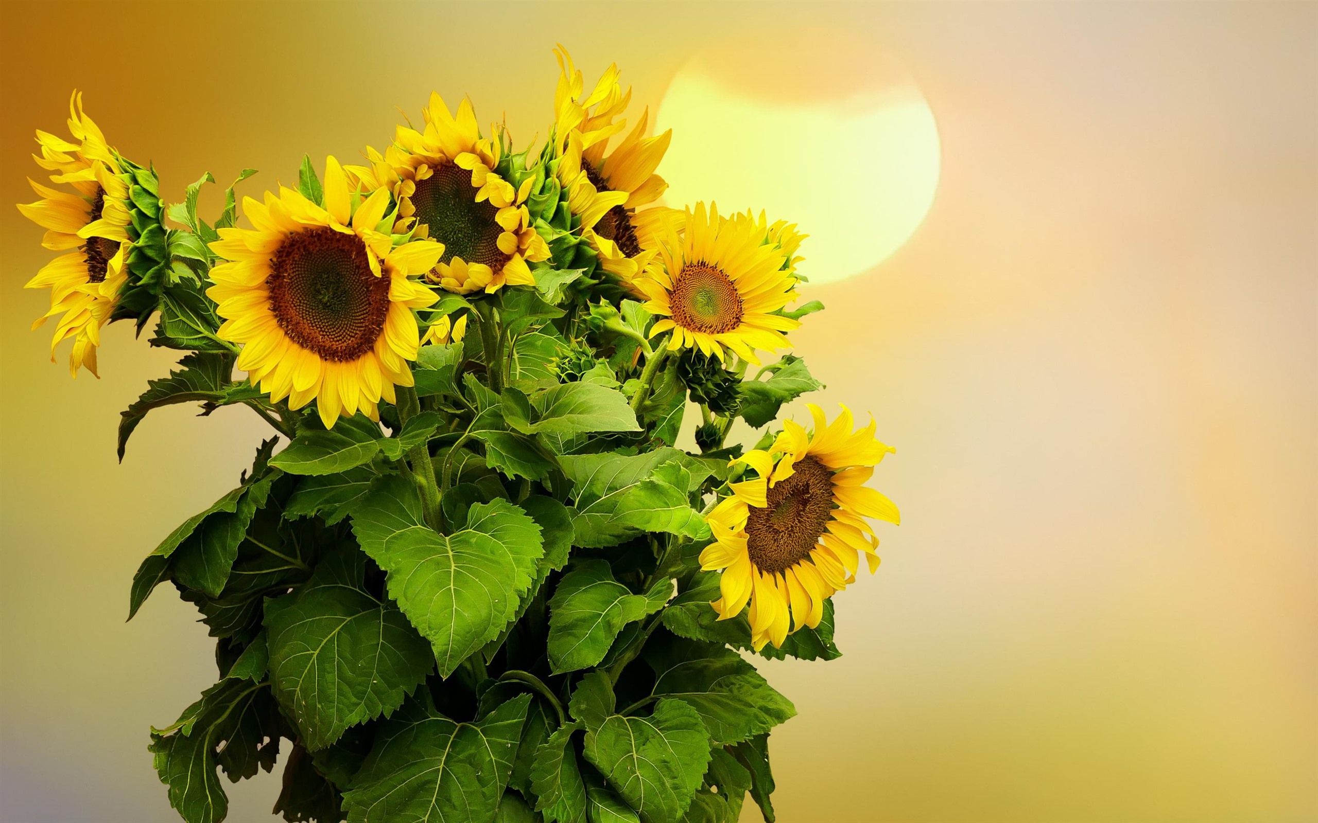 Sunflowers, Sun 828x1792 IPhone 11 XR Wallpaper, Background