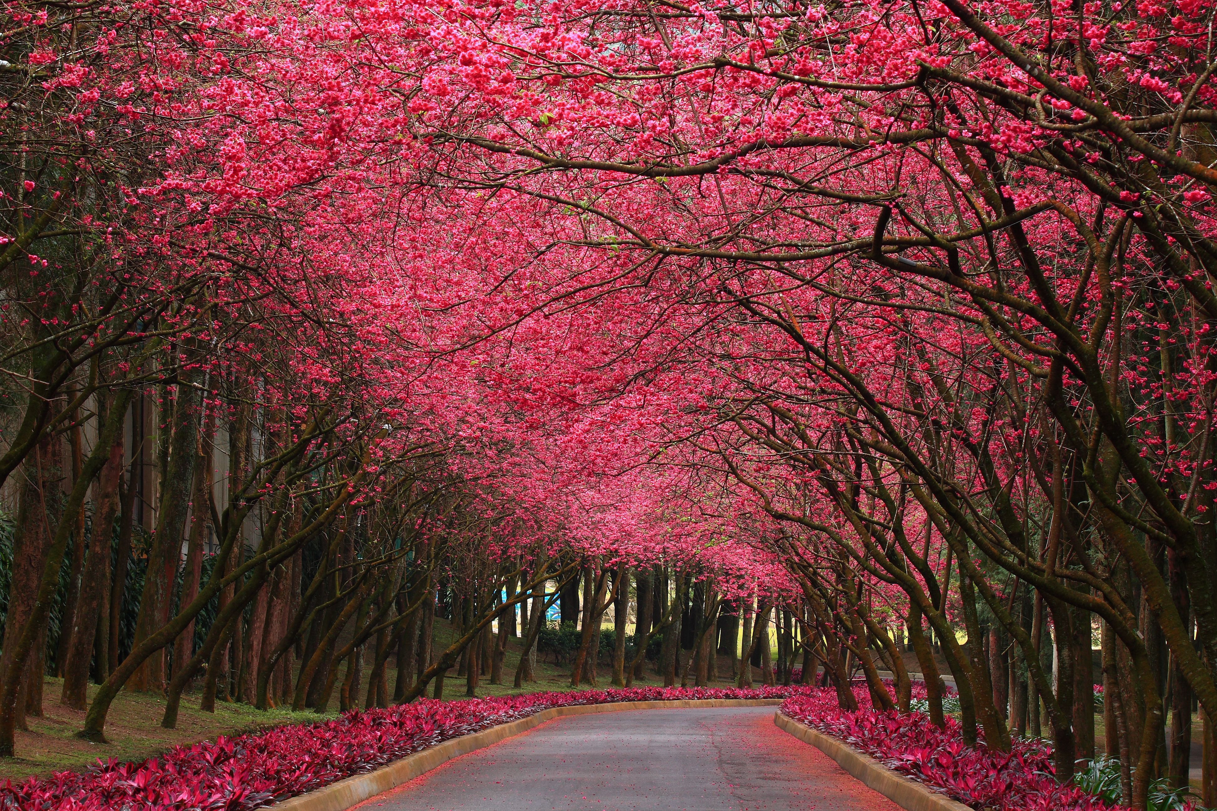 Blooming Trees Wallpapers - Wallpaper Cave