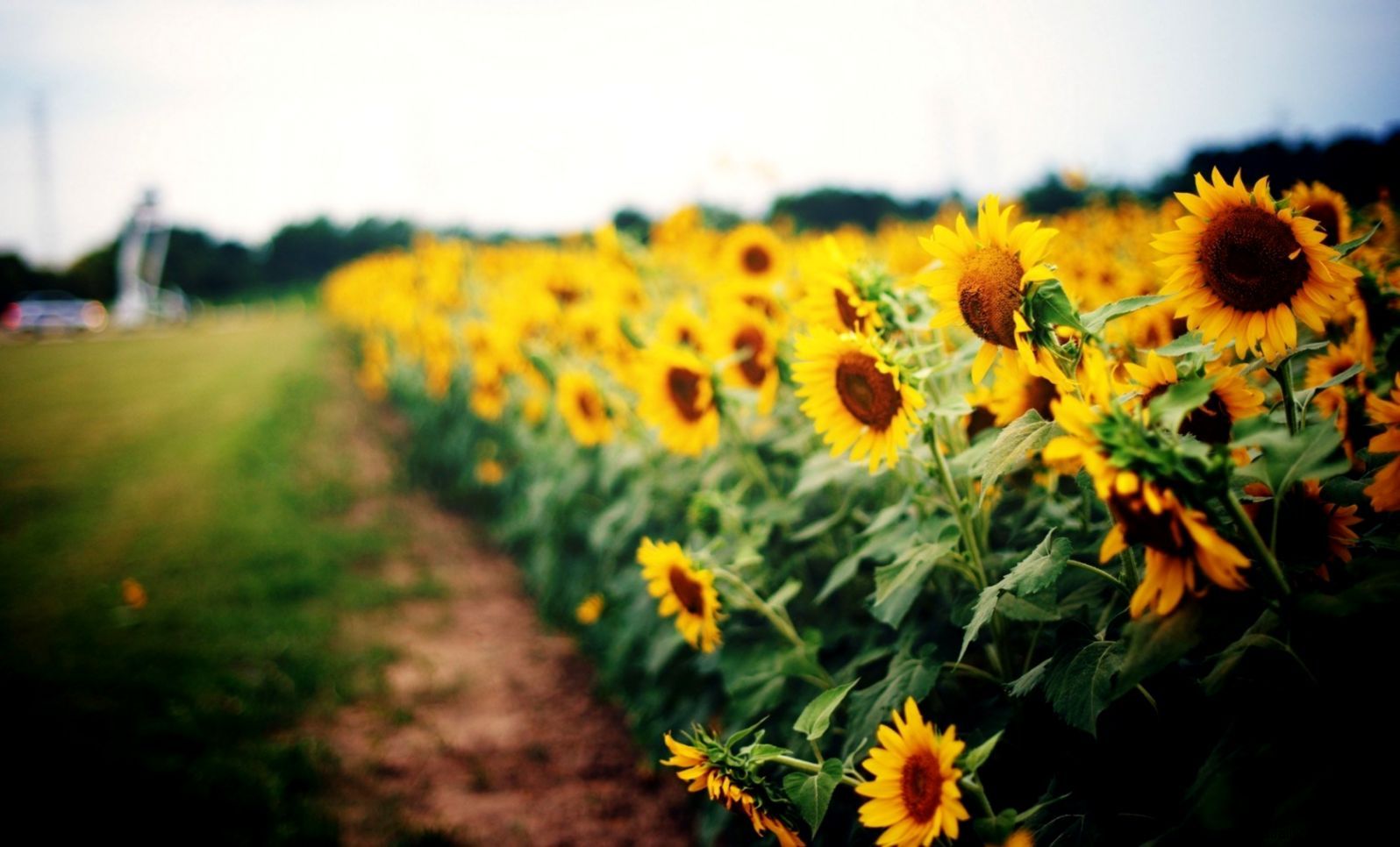 Best Nature Sunflowers HD Wallpaper
