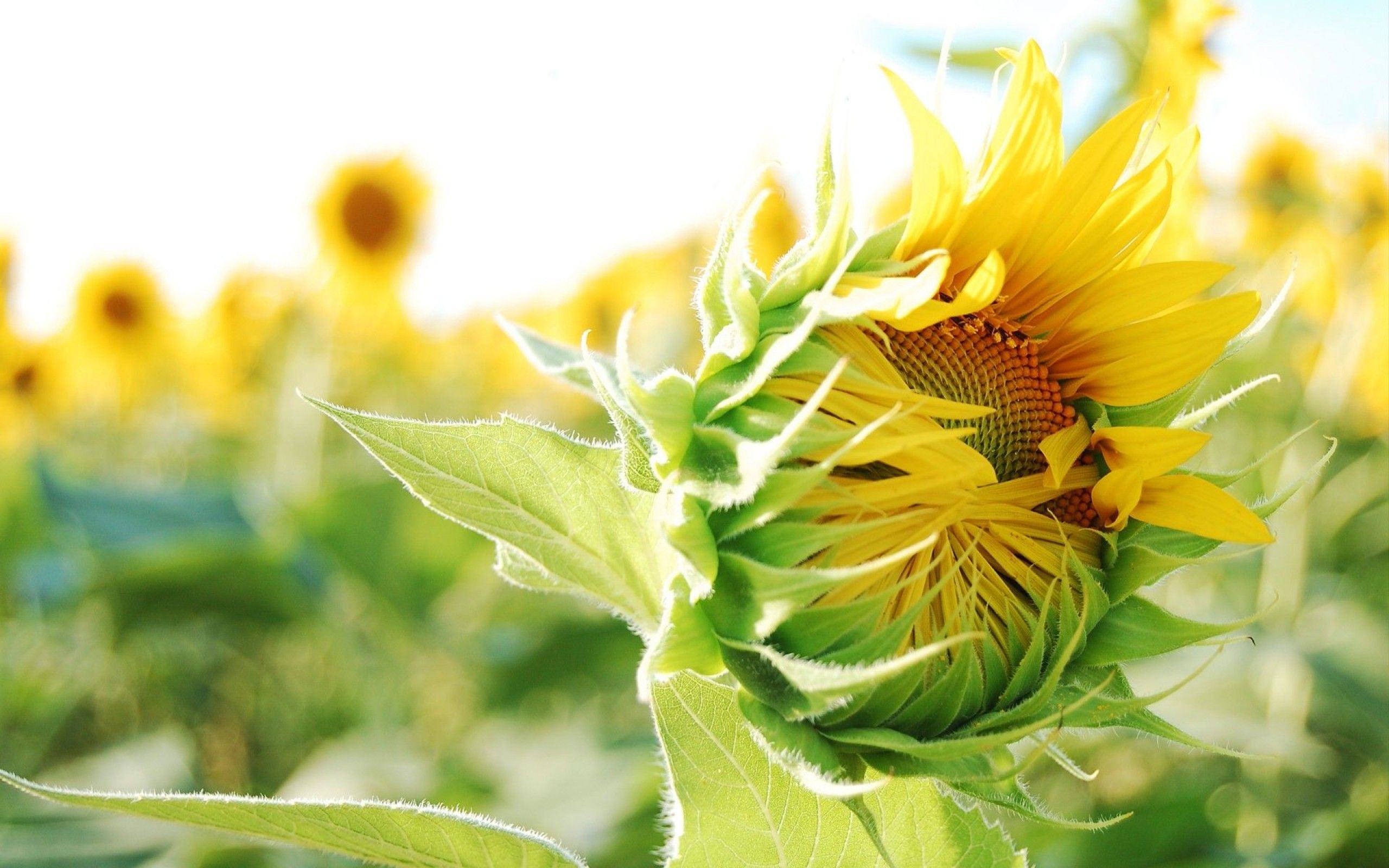 Cool Sunflower Nature Wallpaper Picture Background