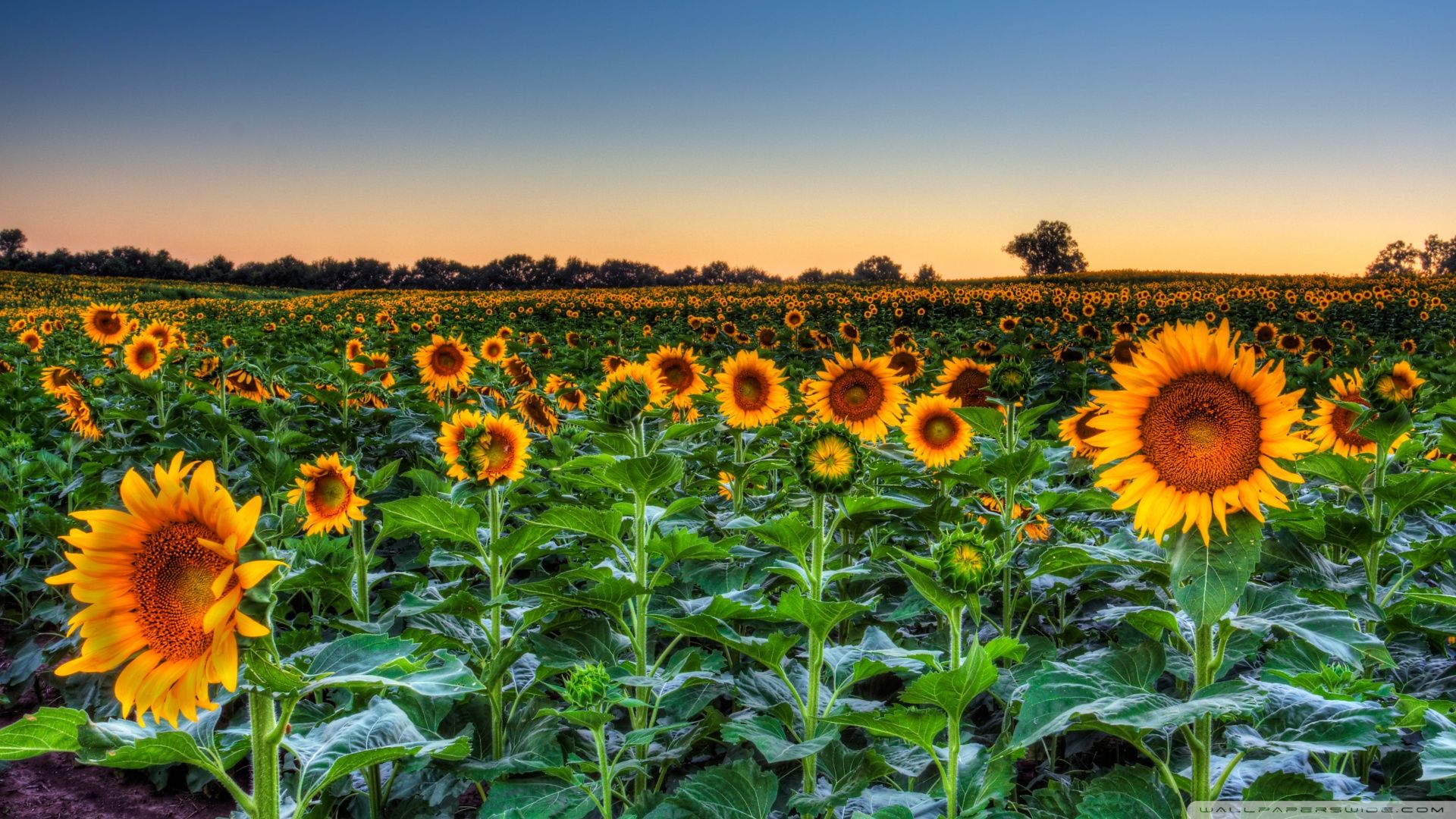 Sunflower field [Wallpaper]