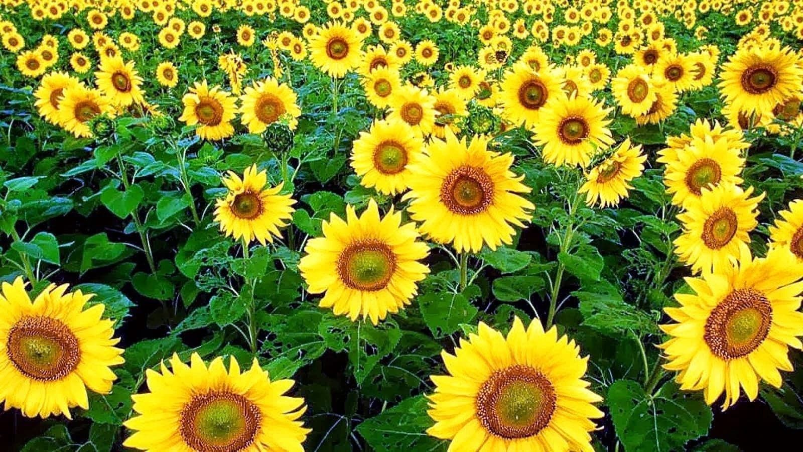 HD Wallpaper Of Sunflowers