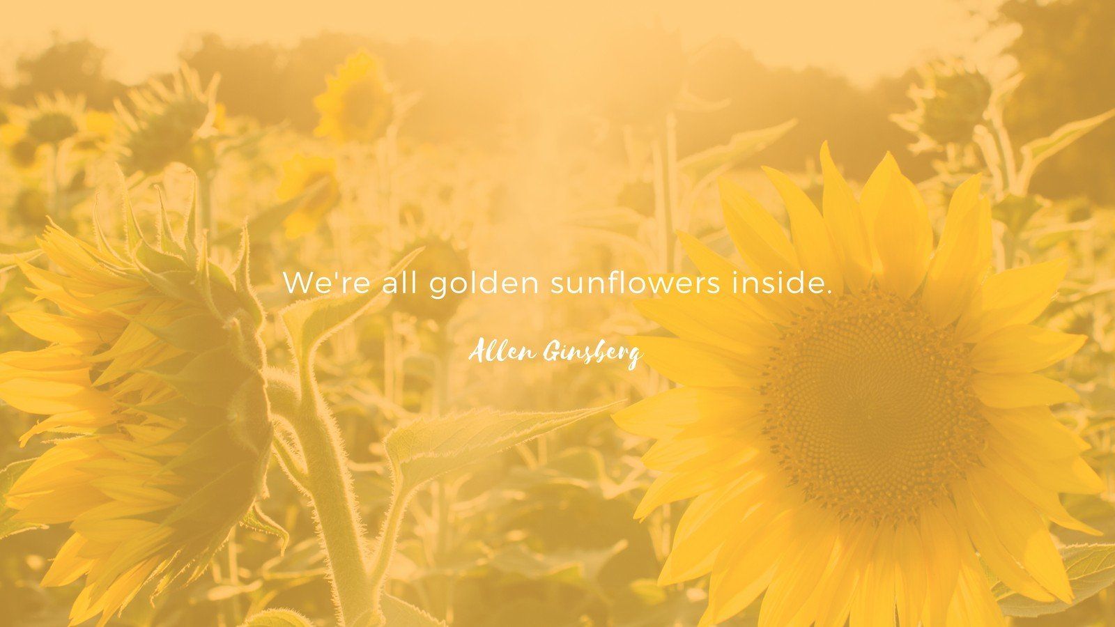 Orange Sunflower Flower Desktop Wallpaper