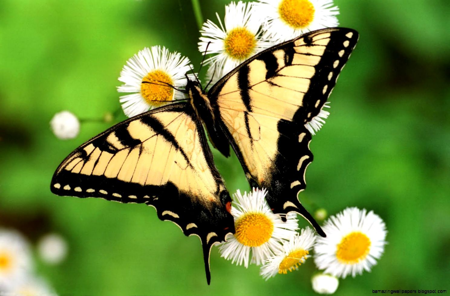 Spring Butterflies Wallpapers - Wallpaper Cave