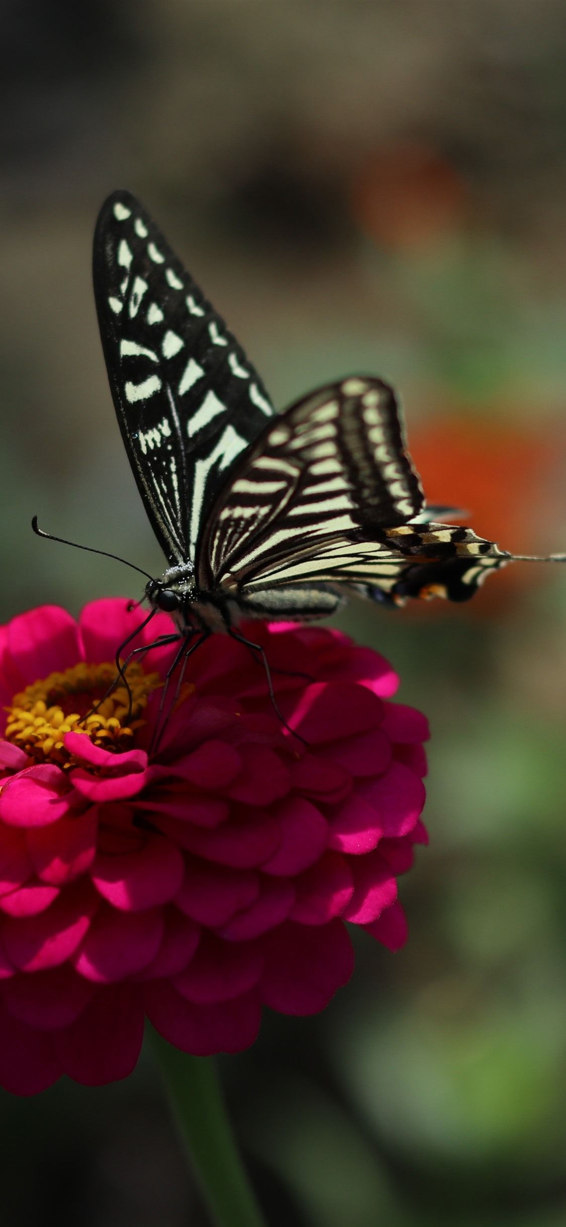 Pink Flower, Black Butterfly, Spring 1125x2436 IPhone 11 Pro XS X Wallpaper, Background, Picture, Image