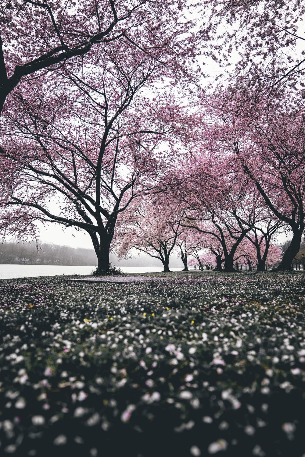 cherry blossom trees photo