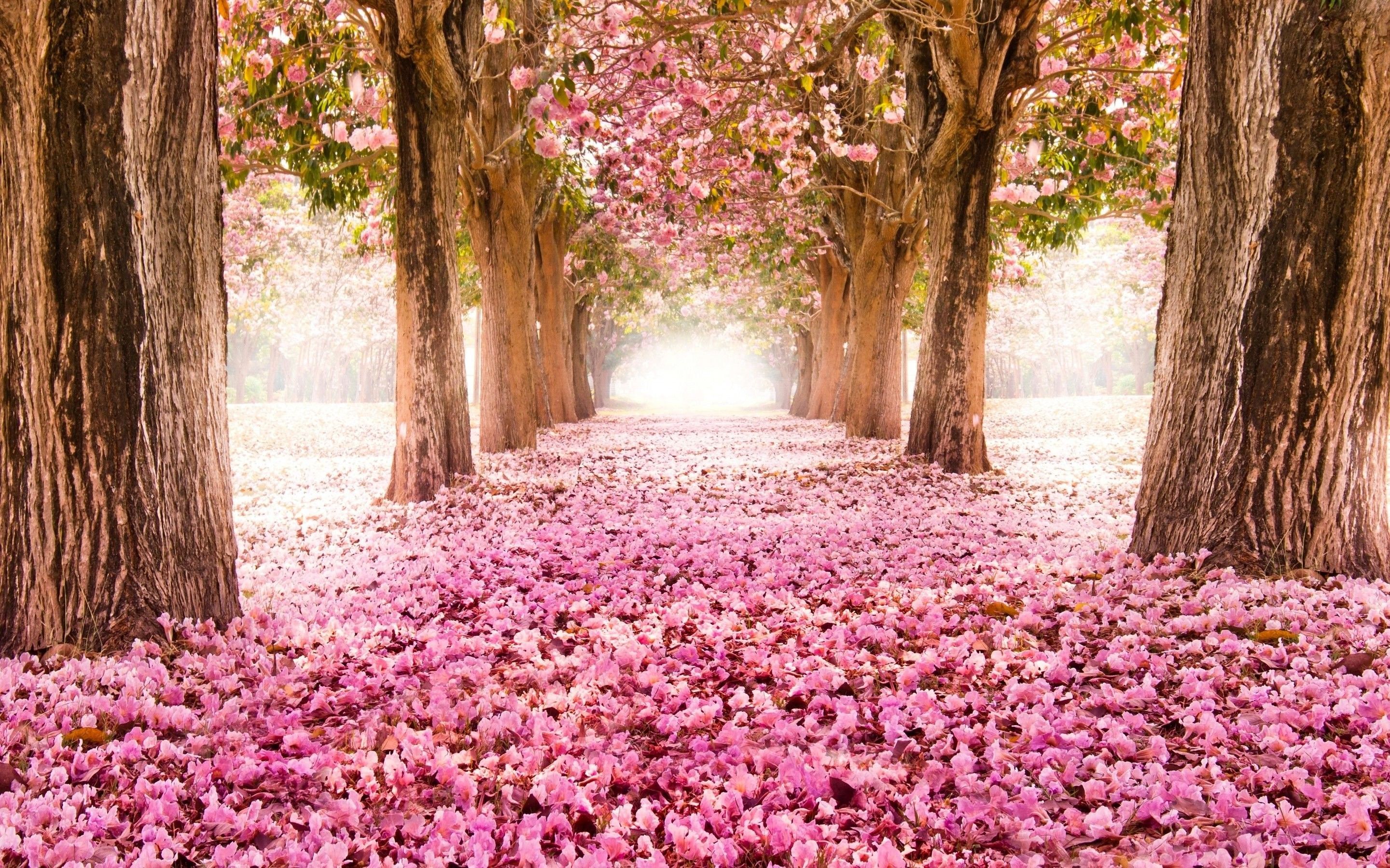 Pink Trees Wallpaper