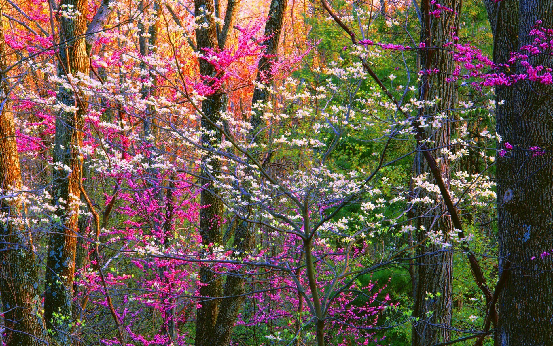 Flowering Trees in Spring Forest HD Wallpaper