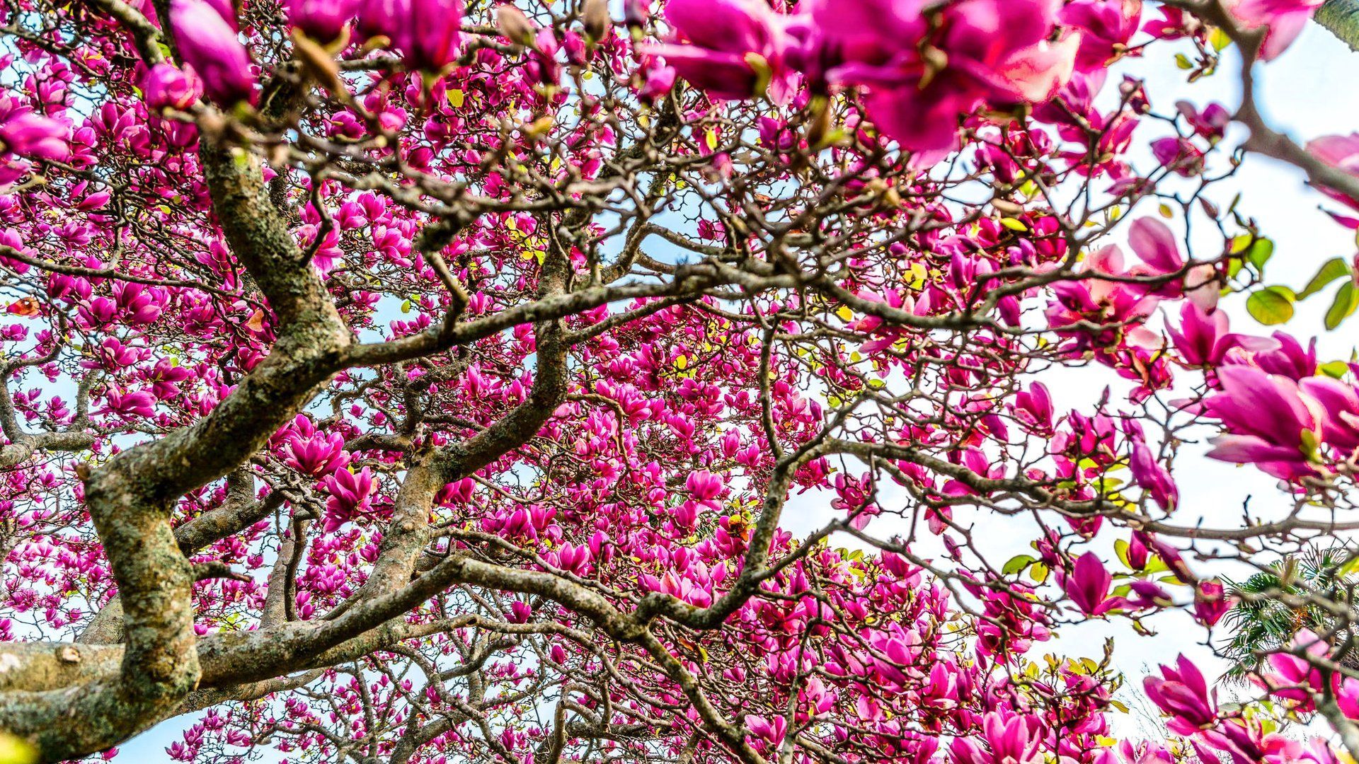 Flowering Magnolia Trees Wallpaper
