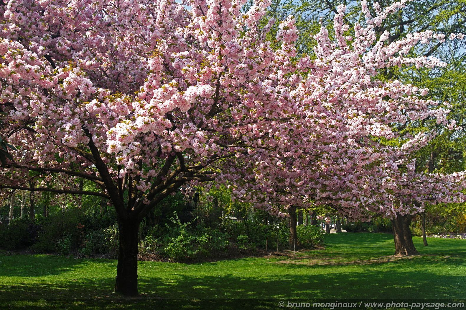 Download wallpaper: blooming trees, download photo, desktop wallpaper