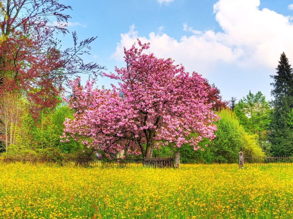 Download wallpaper: spring wallpaper, blooming trees, Flowers
