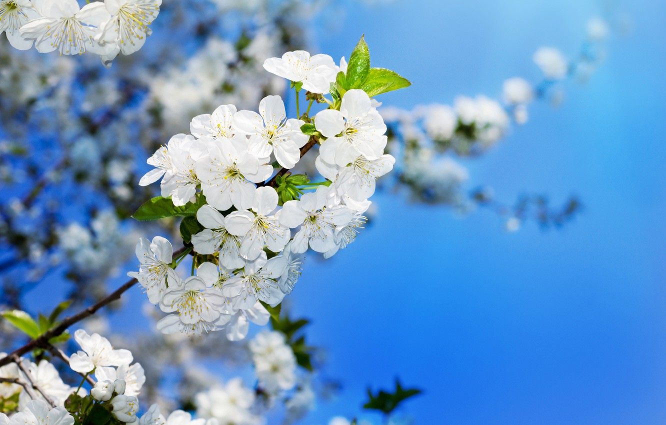 Wallpaper the sky, cherry, spring, colorful, beautiful, blooming