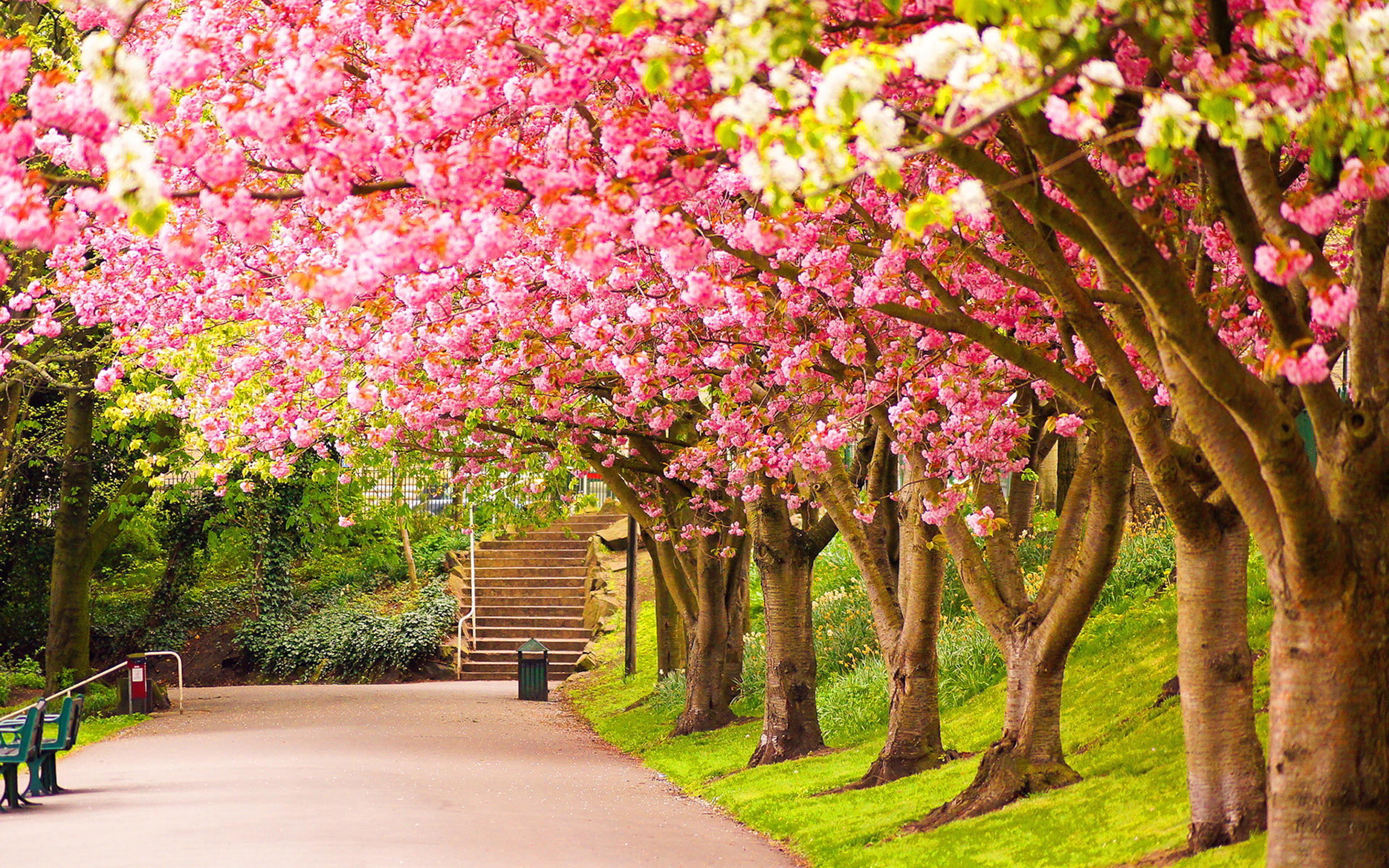 Park Blooming Trees Cherries Beautiful Spring Wallpaper HD