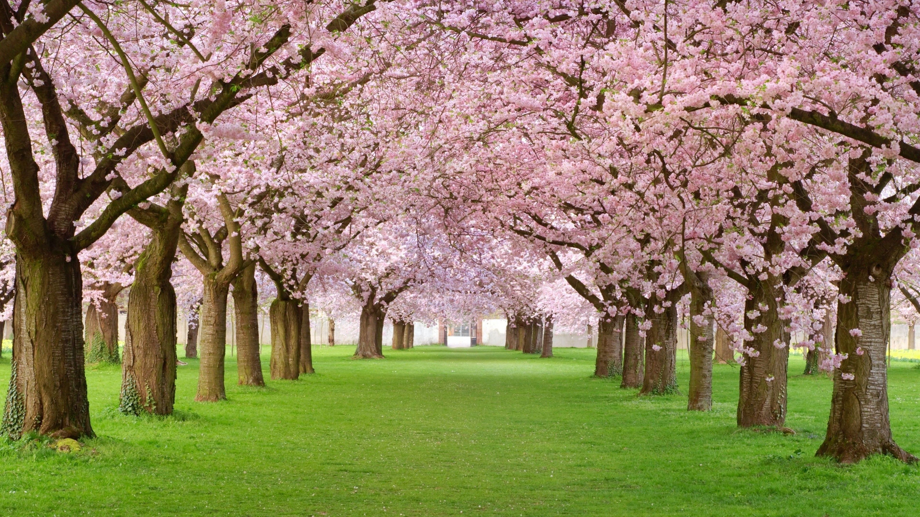 Pink Nature Trees Wallpaper