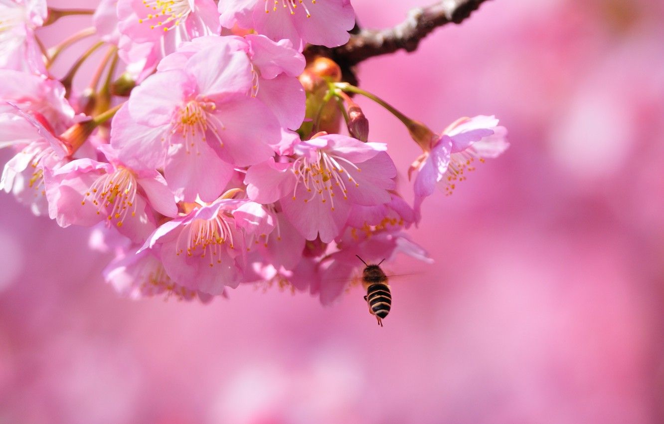 Wallpaper macro, bee, spring, Sakura, gentle, flowering, blossom
