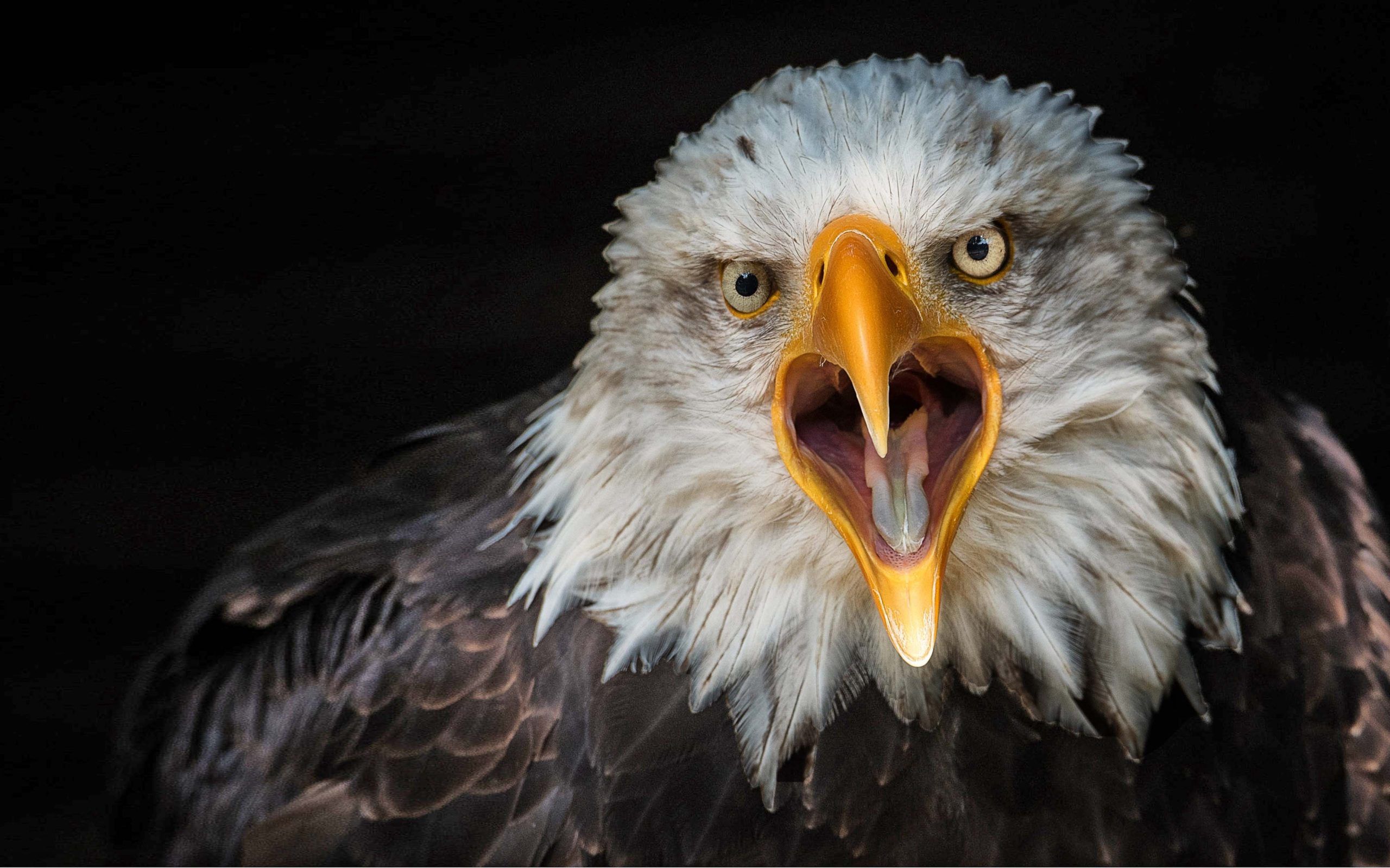 Bird Bald Eagle From Close Up 4k Ultra HD Wallpaper For Desktop