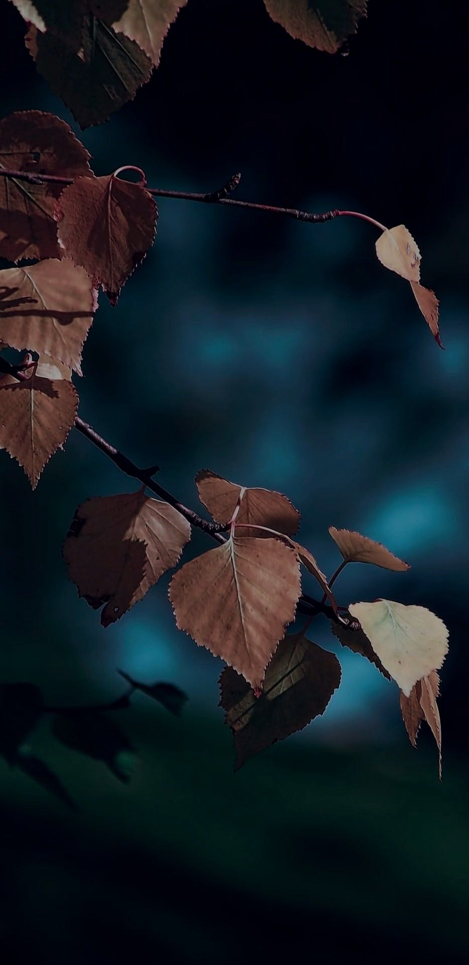 iOS iPhone X, dark, blue, leaves, Autumn, apple, wallpaper