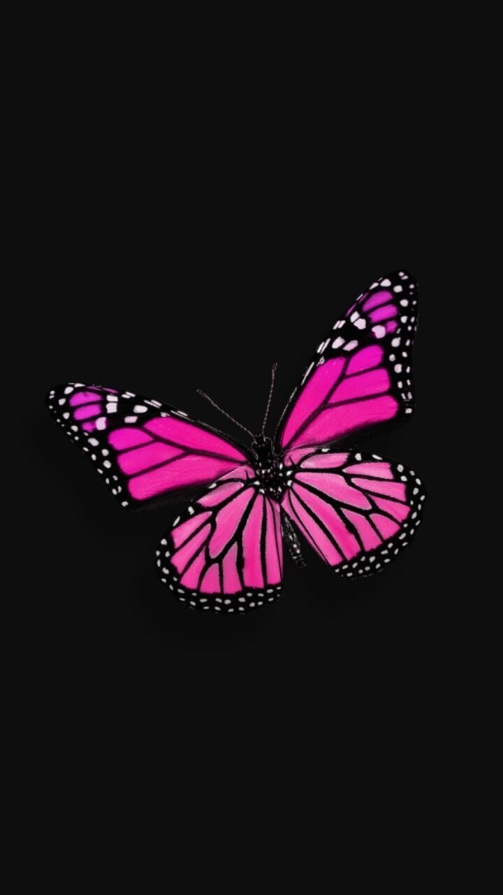 Black and Pink Butterfly Wallpaper Free Black and Pink