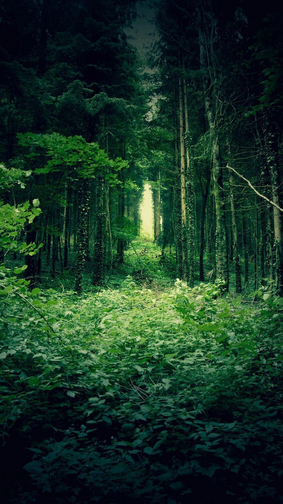 Green forest trees htc one wallpaper