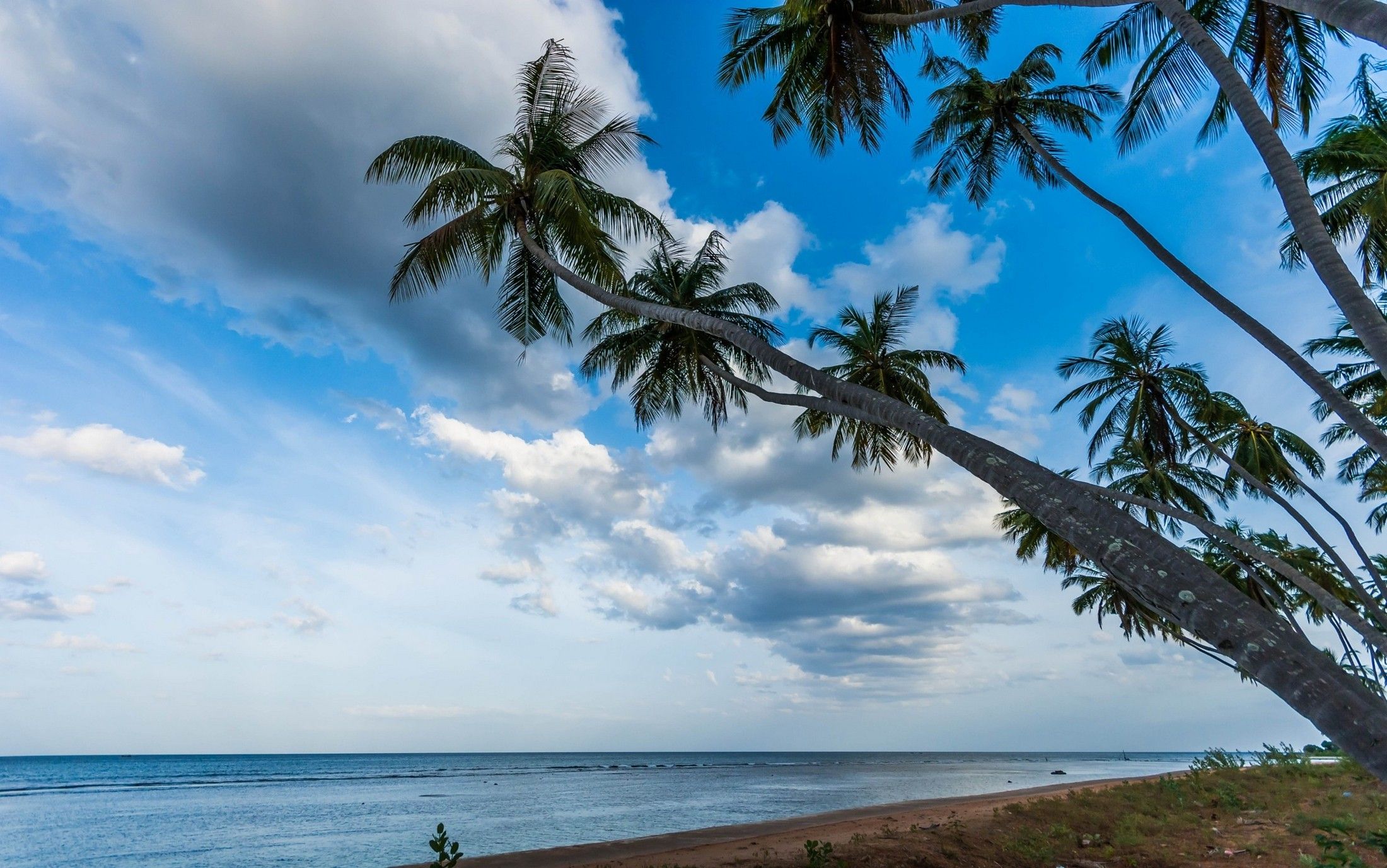 nature, Landscape, Palm Trees, Beach, Tropical, Sea, Sri Lanka