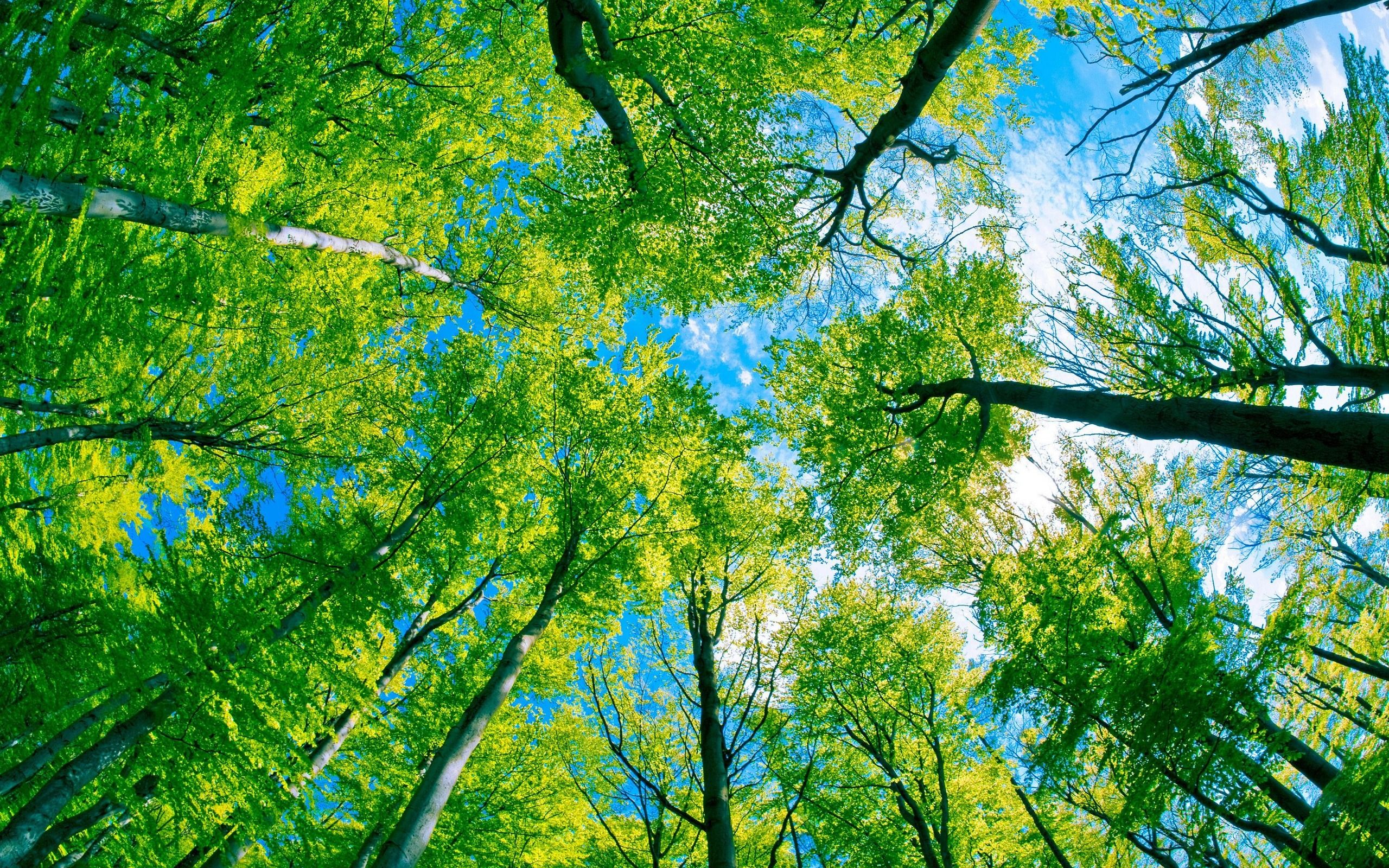 Free download Green Forest Tree And Pure Blue Sky Wallpaper