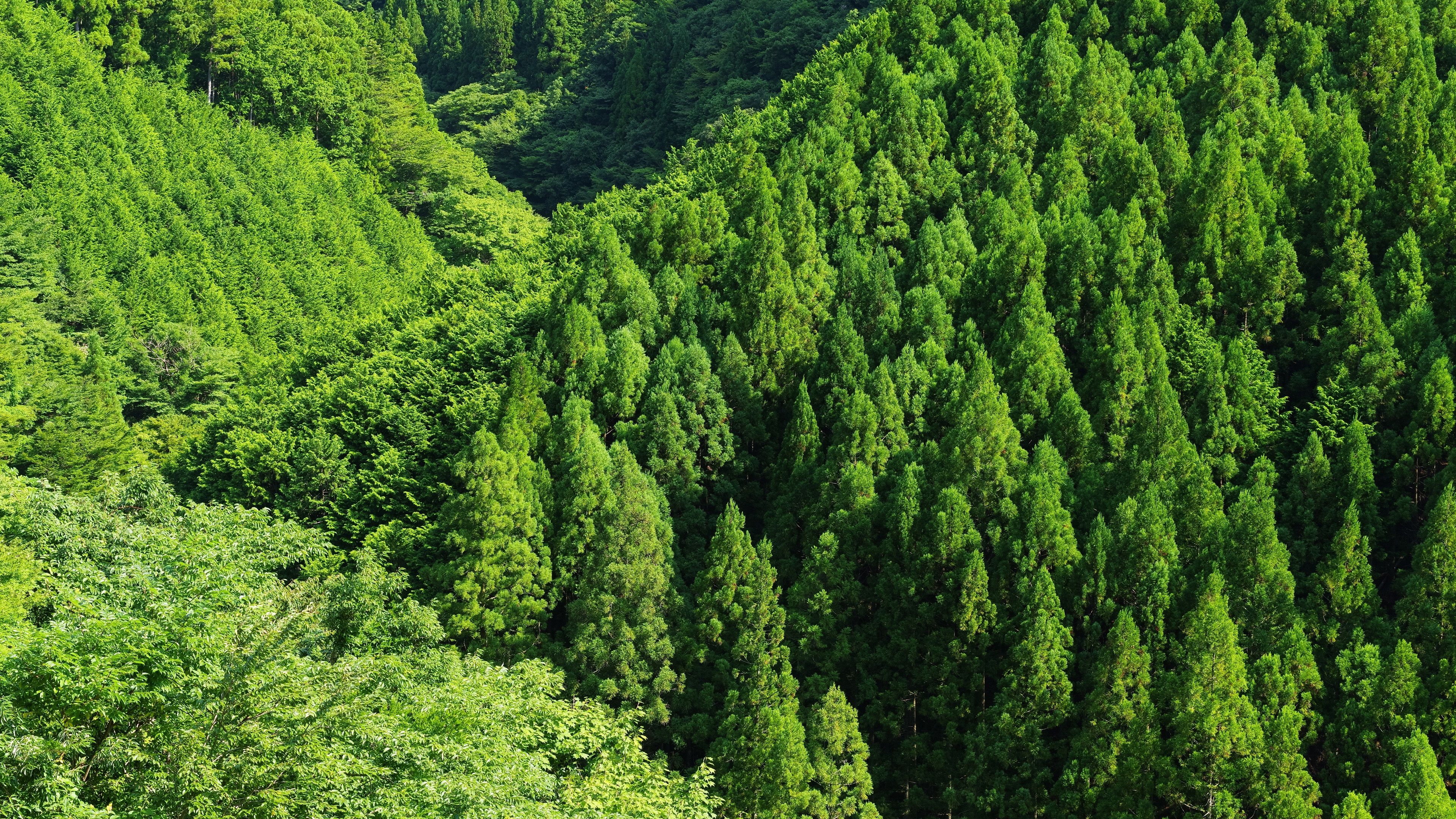 Wallpaper Green forest, trees, top view 3840x2160 UHD 4K Picture