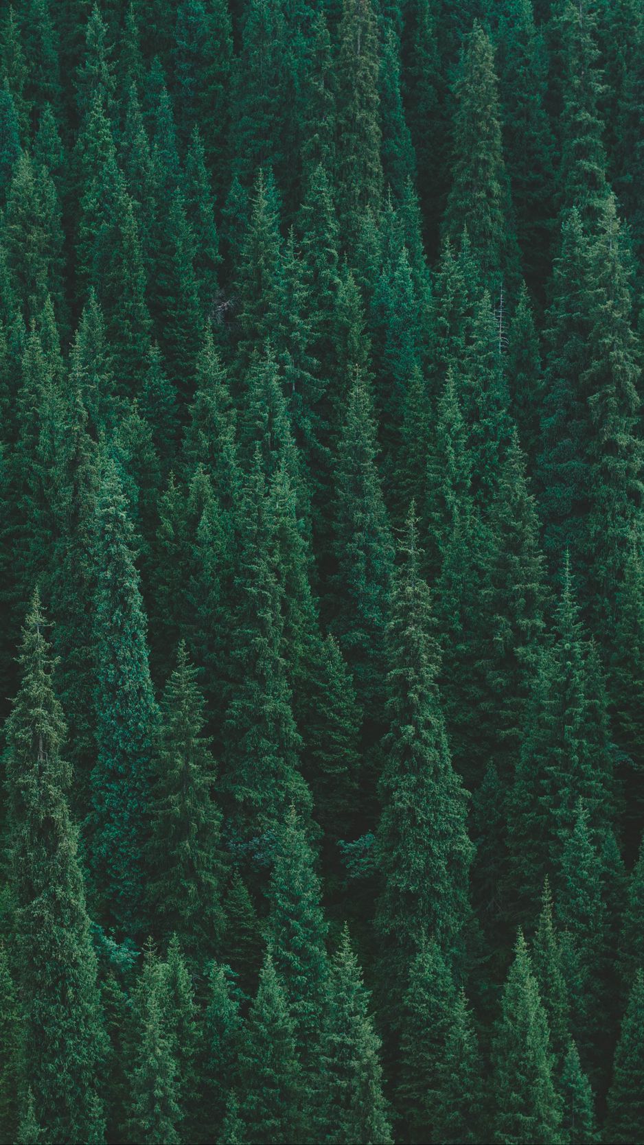 Download wallpaper 938x1668 trees, forest, green, top view iphone