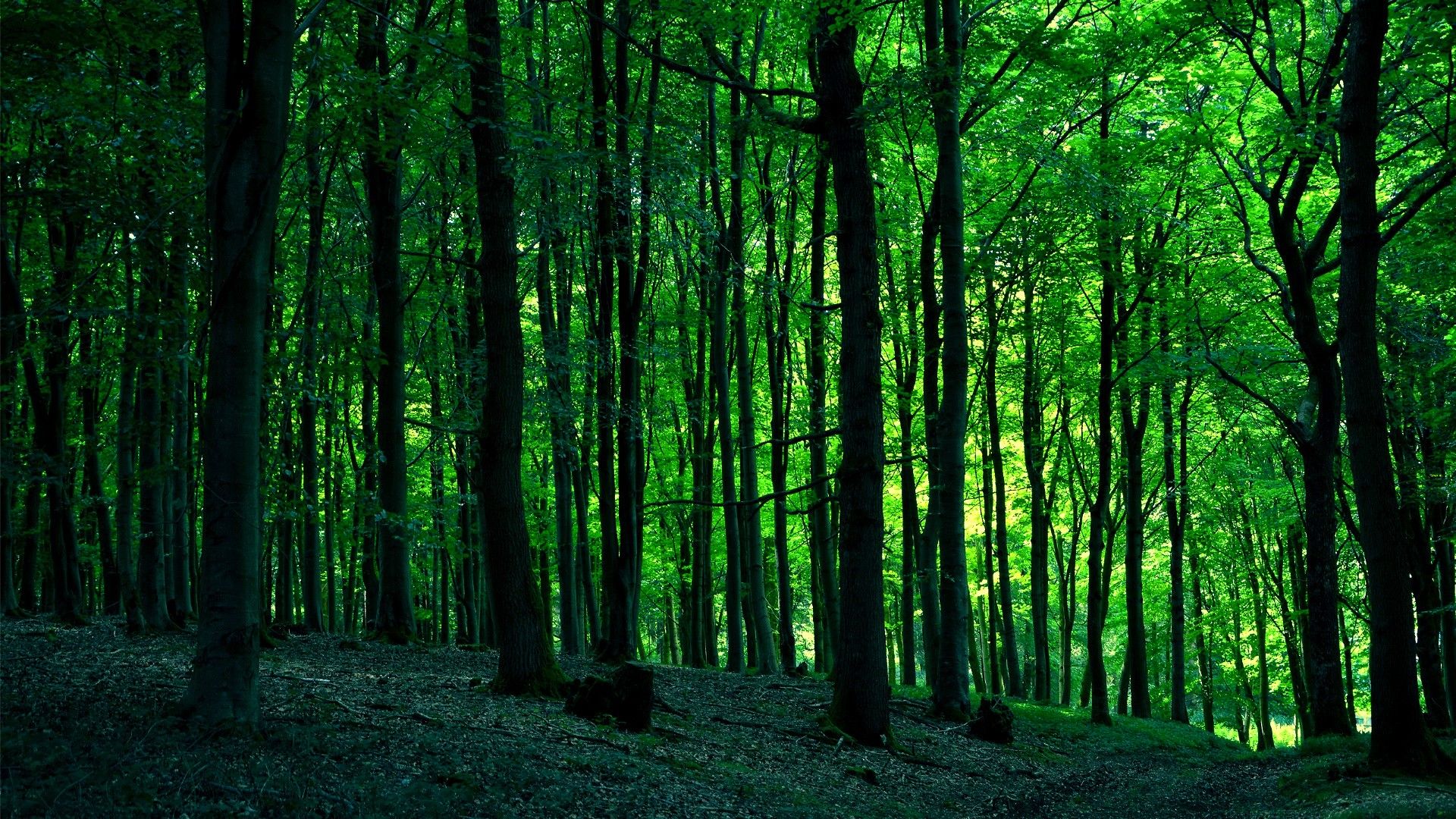 Green Forest HD Wallpaper