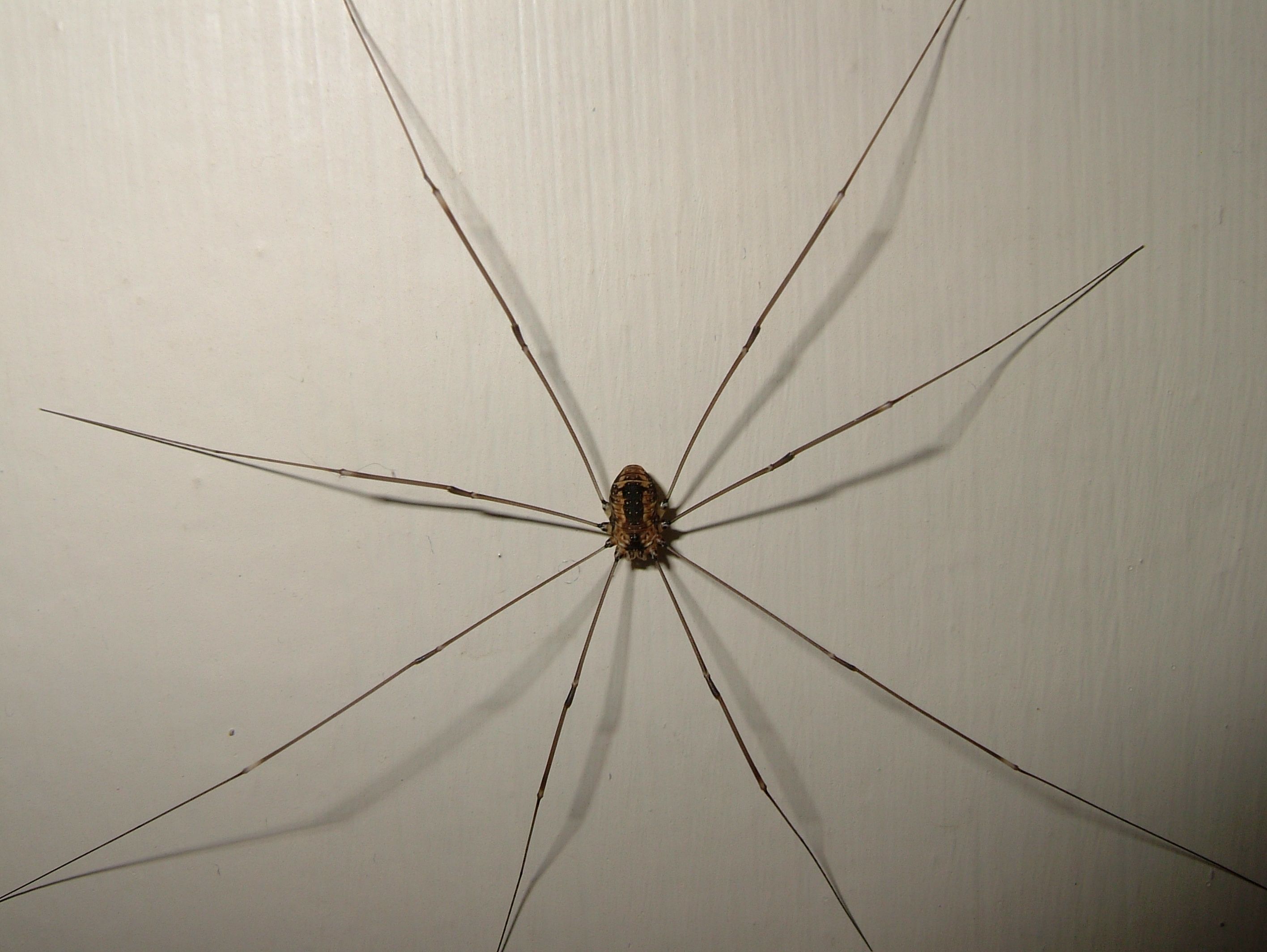 Daddy Long Legs Spider (Harvestman) Are Daddy Long Legs