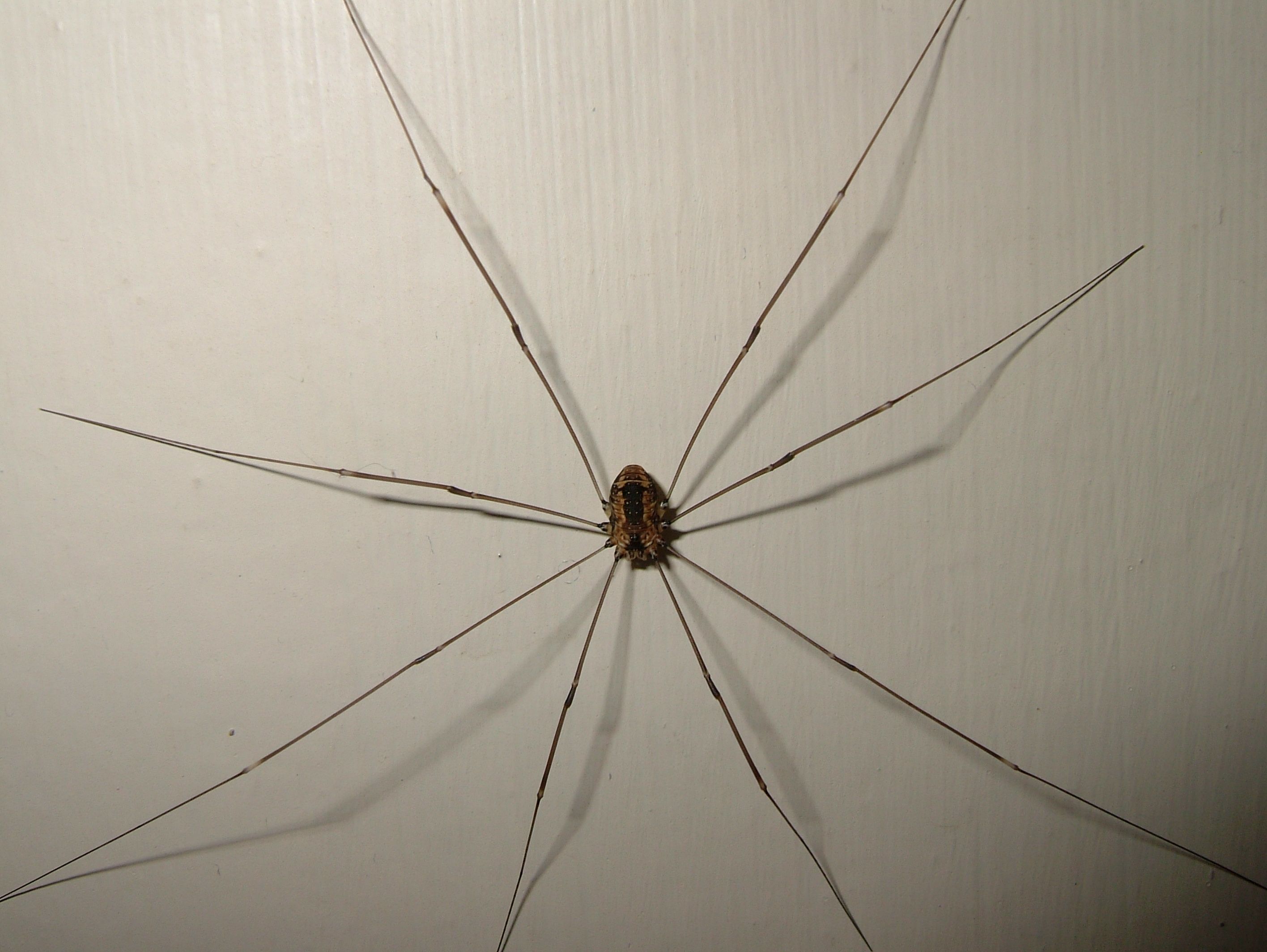 Daddy Longlegs Risk Lifeand Especially Limbto Survive