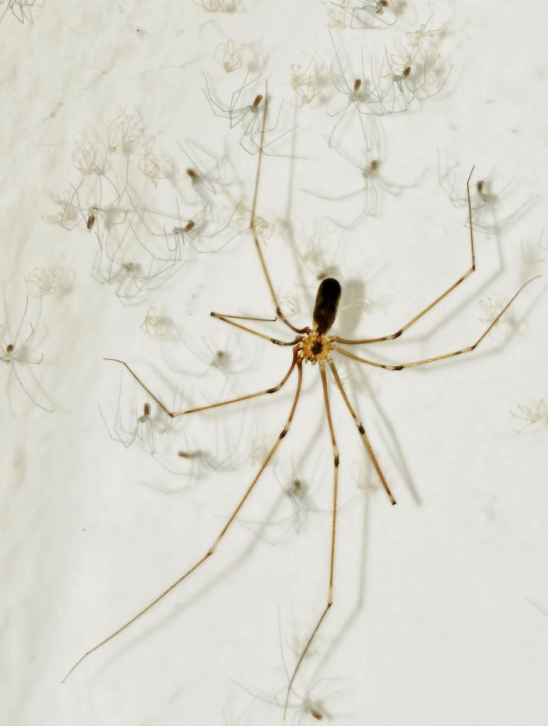 Pholcus Phalangioides Daddy Long Legs Spider And Her Babies