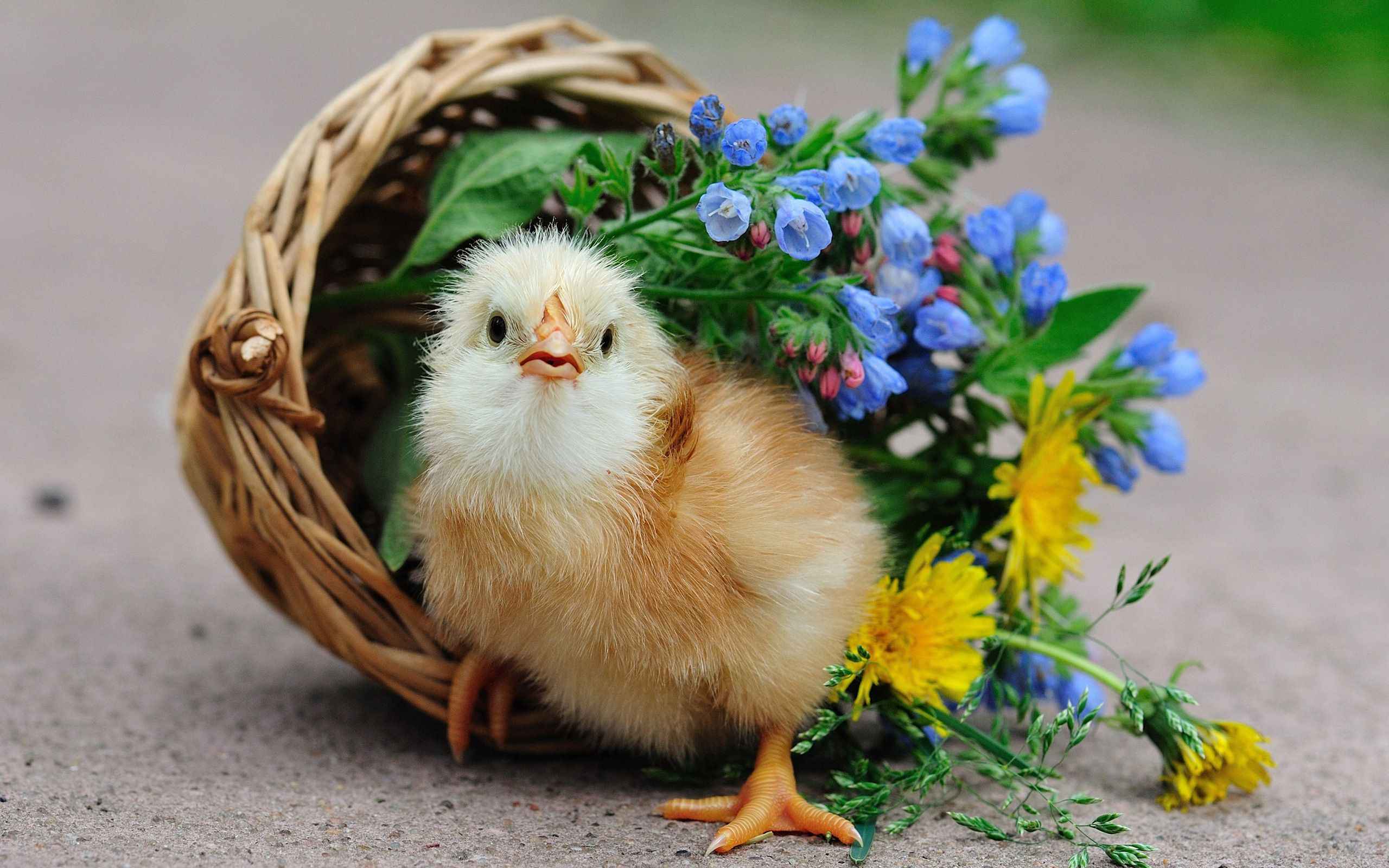 Wallpaper chicken, bird, basket, flower, dandelion, chick desktop