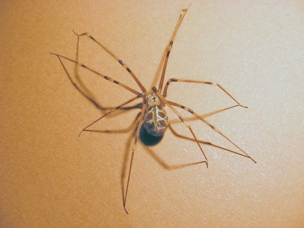 Pholcidae>Artema Atlanta Giant Daddy Long Legs Spider 0005