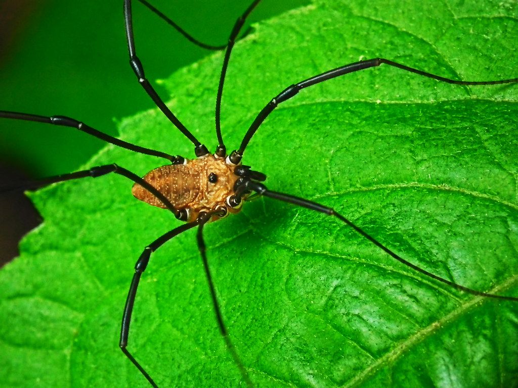 Grand Daddy Long Legs. Spiders are relatively high in prot