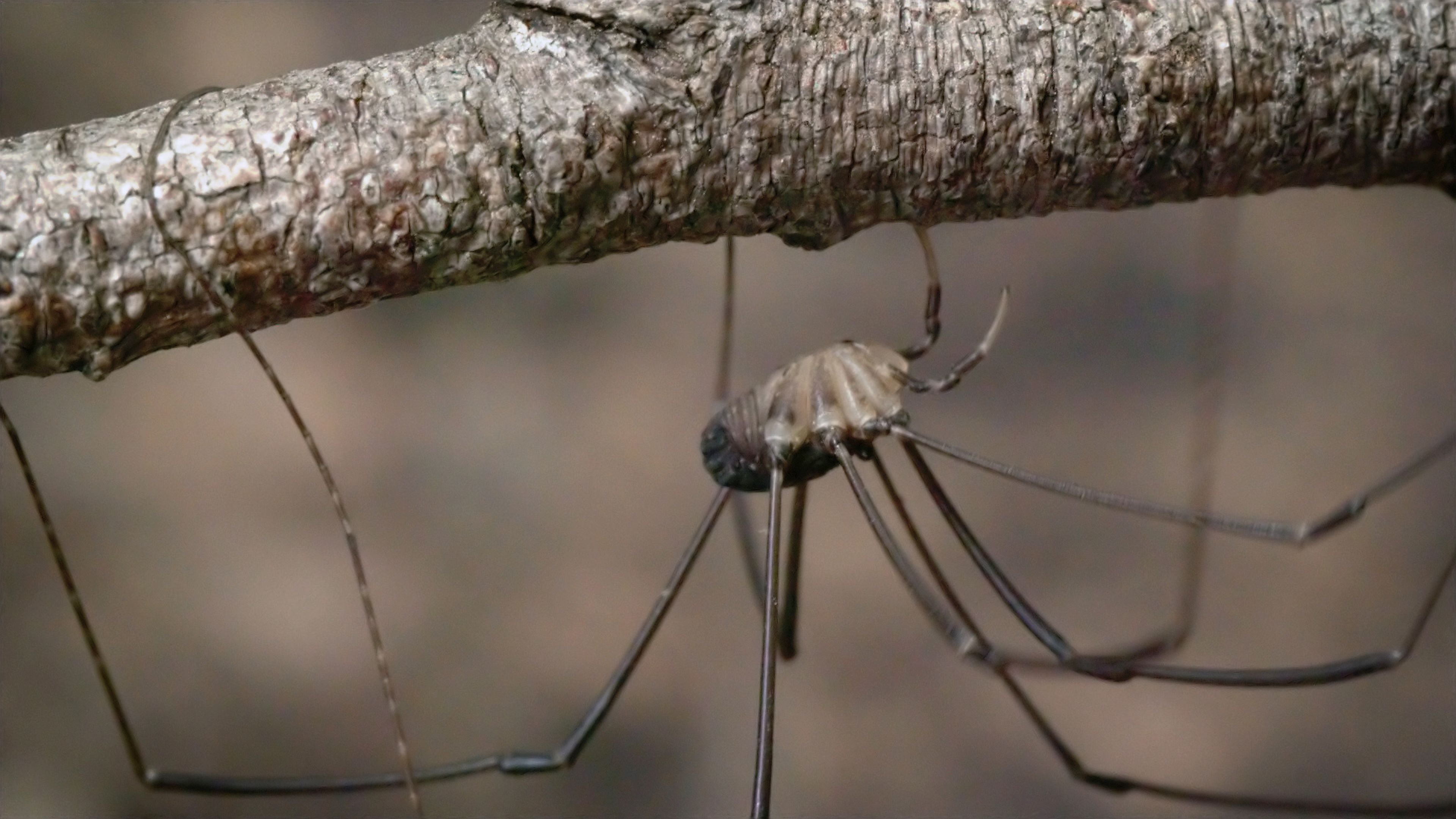 Daddy Longlegs Risk Life.and Especially Limb.to Survive
