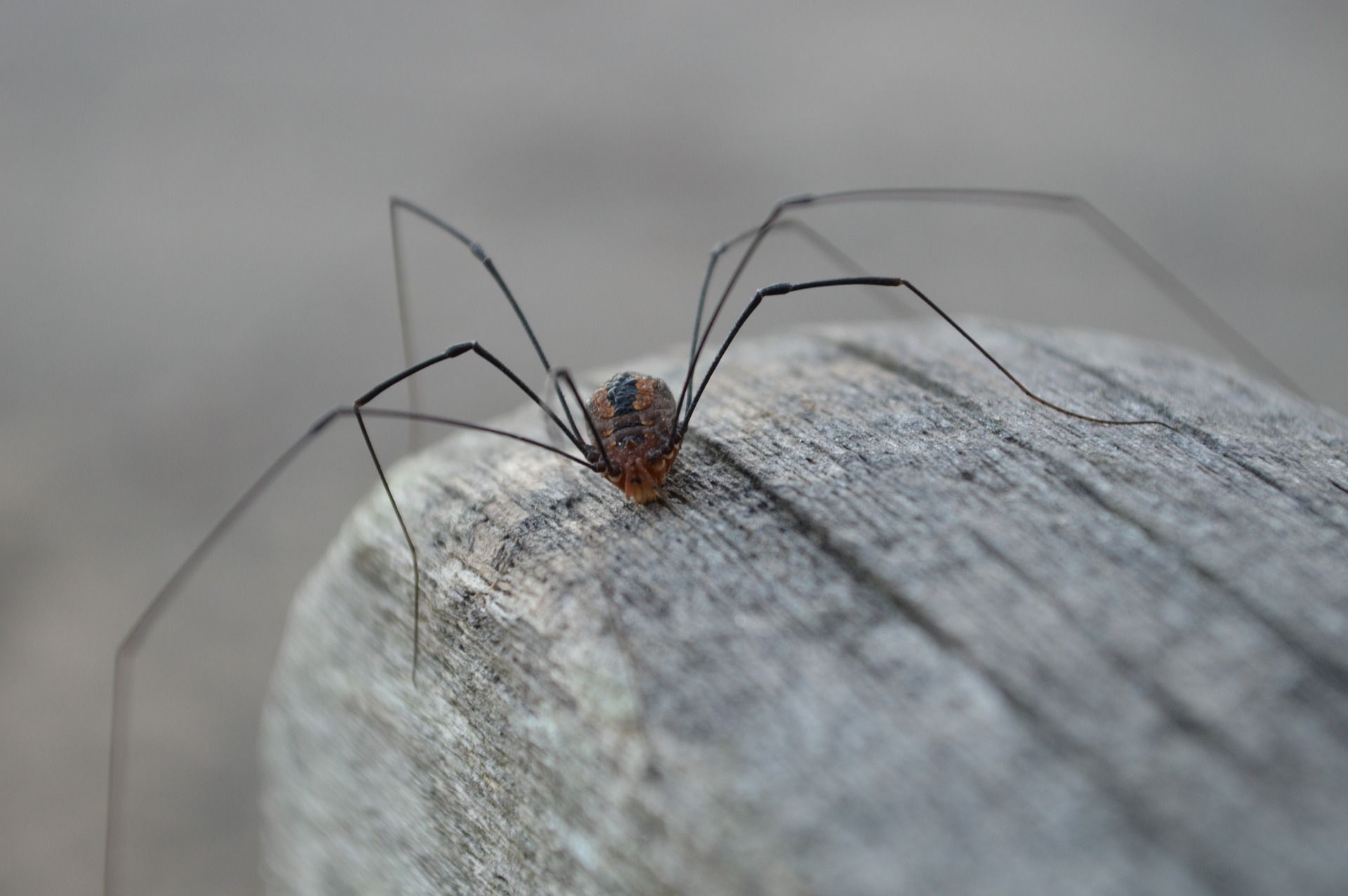 Daddy Long Legs: Poisonous or Not?. Daddy long, Big spiders, Long
