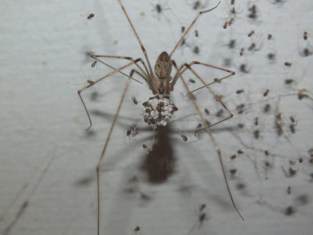 These Skin Crawling Facts About Daddy Longlegs Will Make You Think