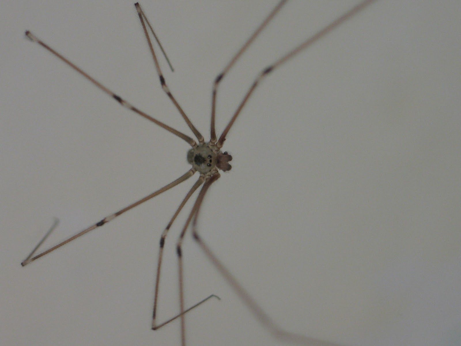 BugBlog: Pholcus Phalangioides, The Daddy Long Leg Spider
