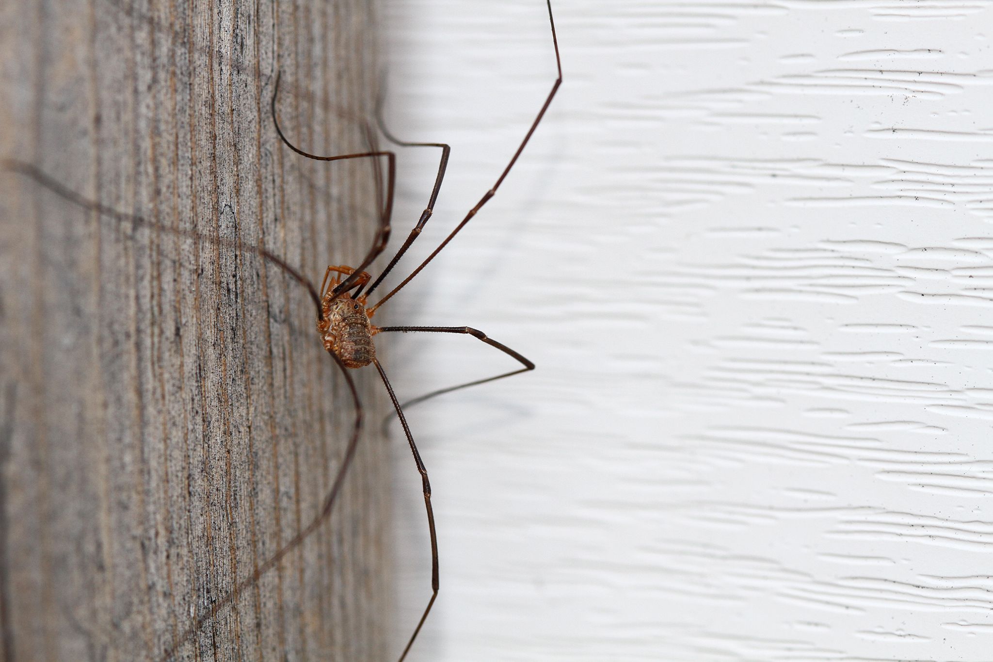 Ancient Daddy Longlegs Had Extra Set of Eyes