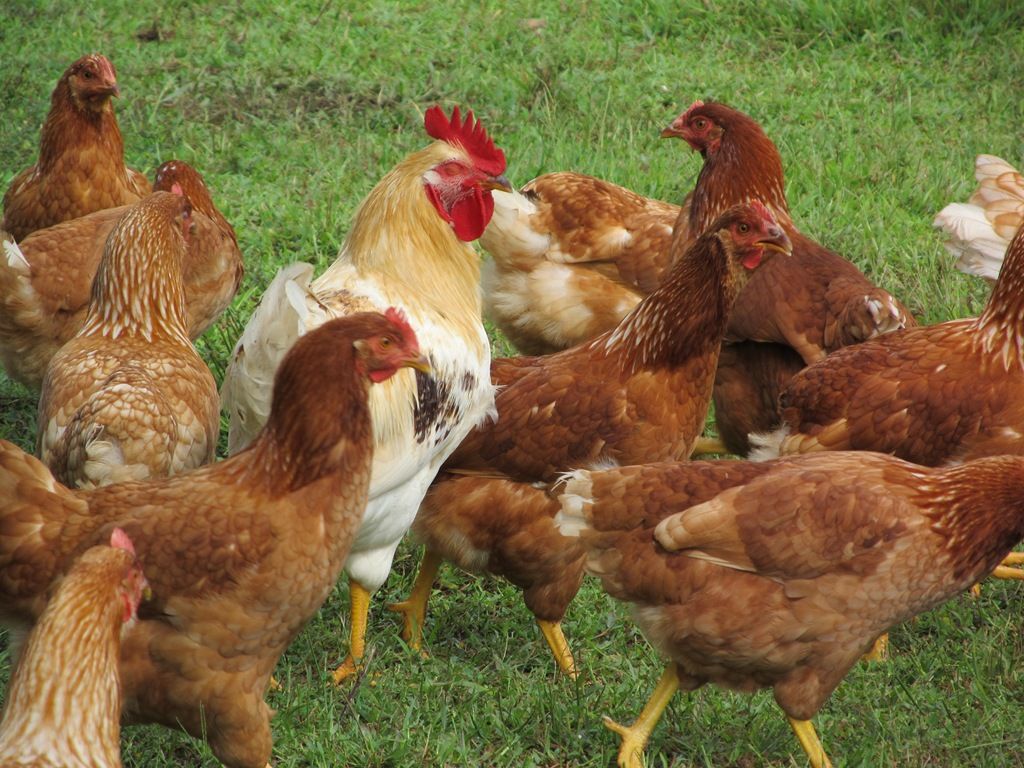 Free download of roosters crowing and chickens image of chickens